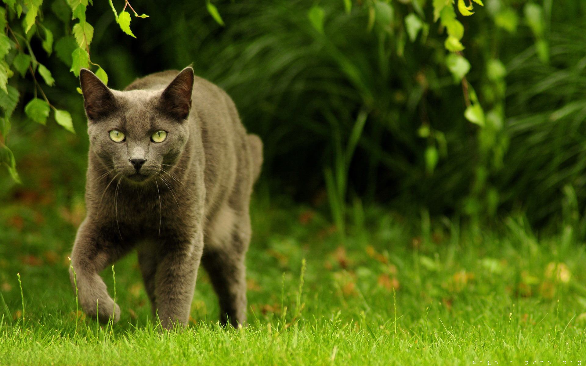 Британские кошки на природе