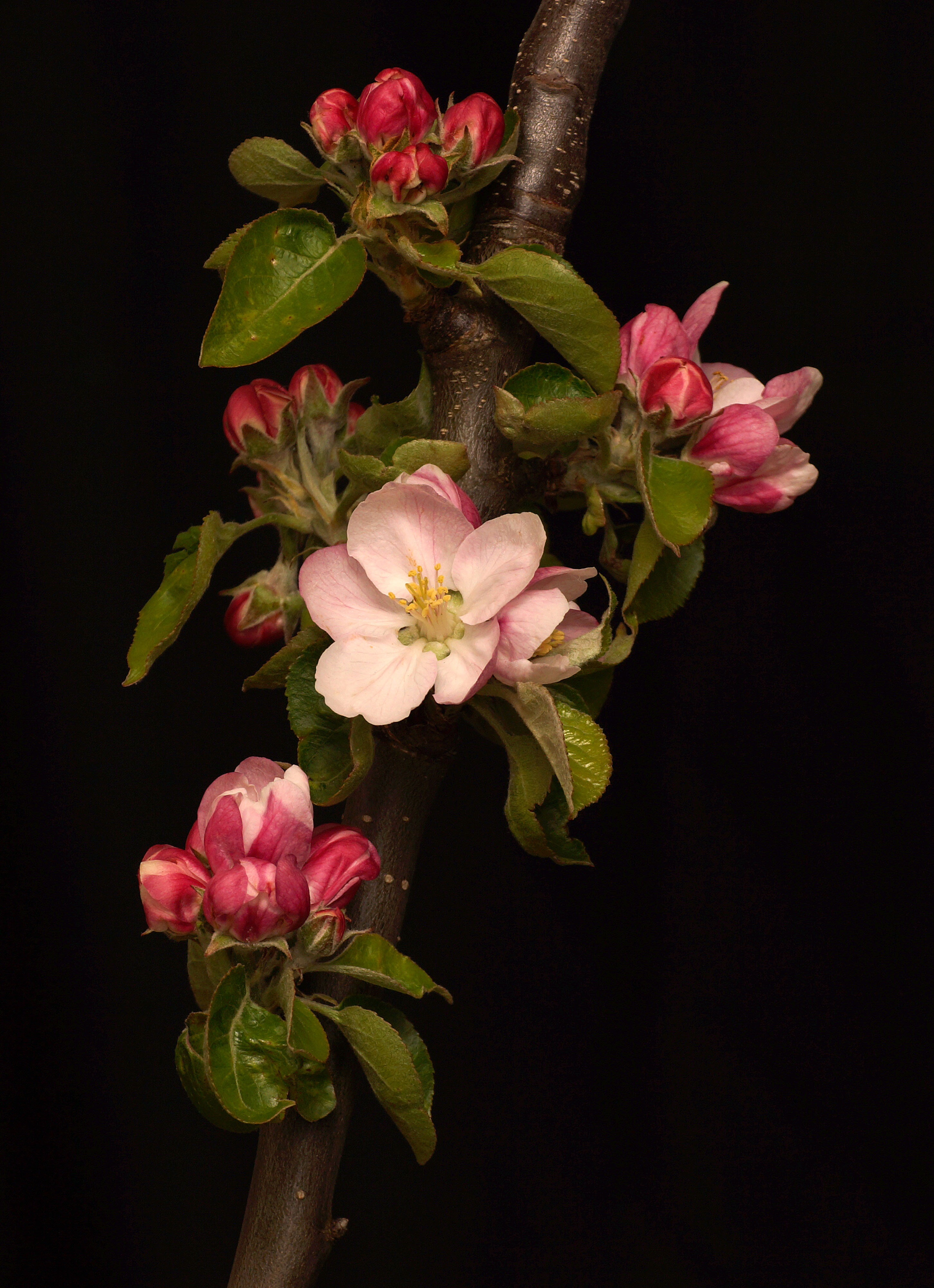 1080p Flowering Hd Images
