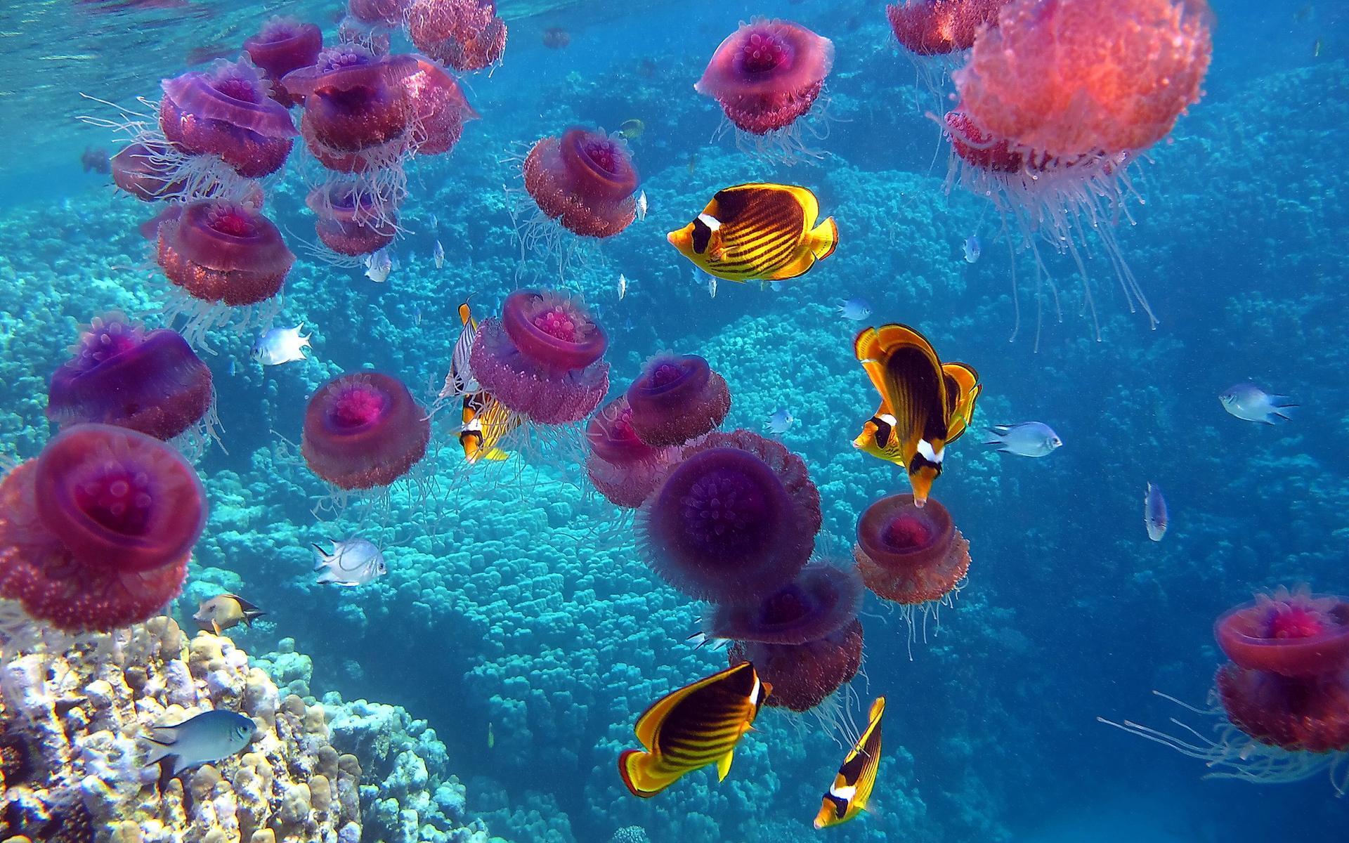 Widescreen image jellyfish, animals, sea