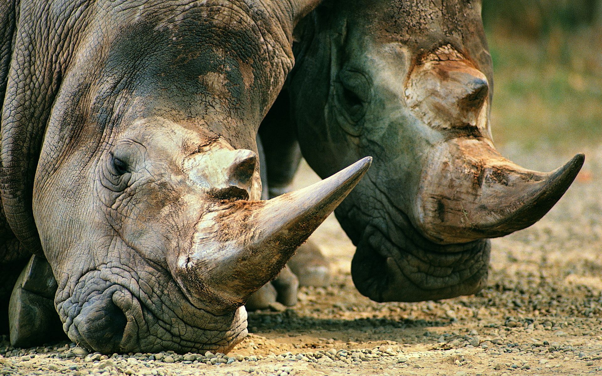 muzzle, animals, food, rhinos, horn phone background