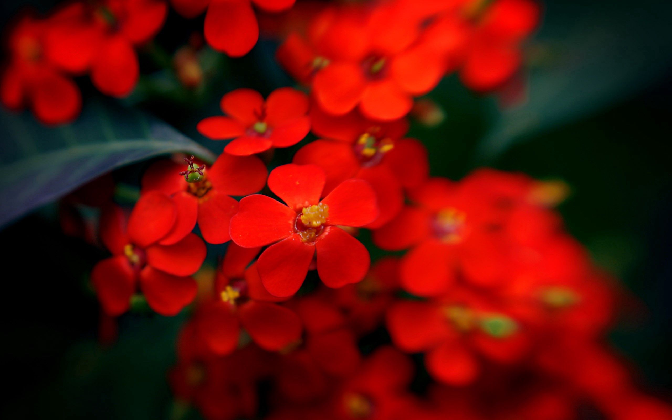 155406 free download Red wallpapers for phone, flowers, macro, plant Red images and screensavers for mobile