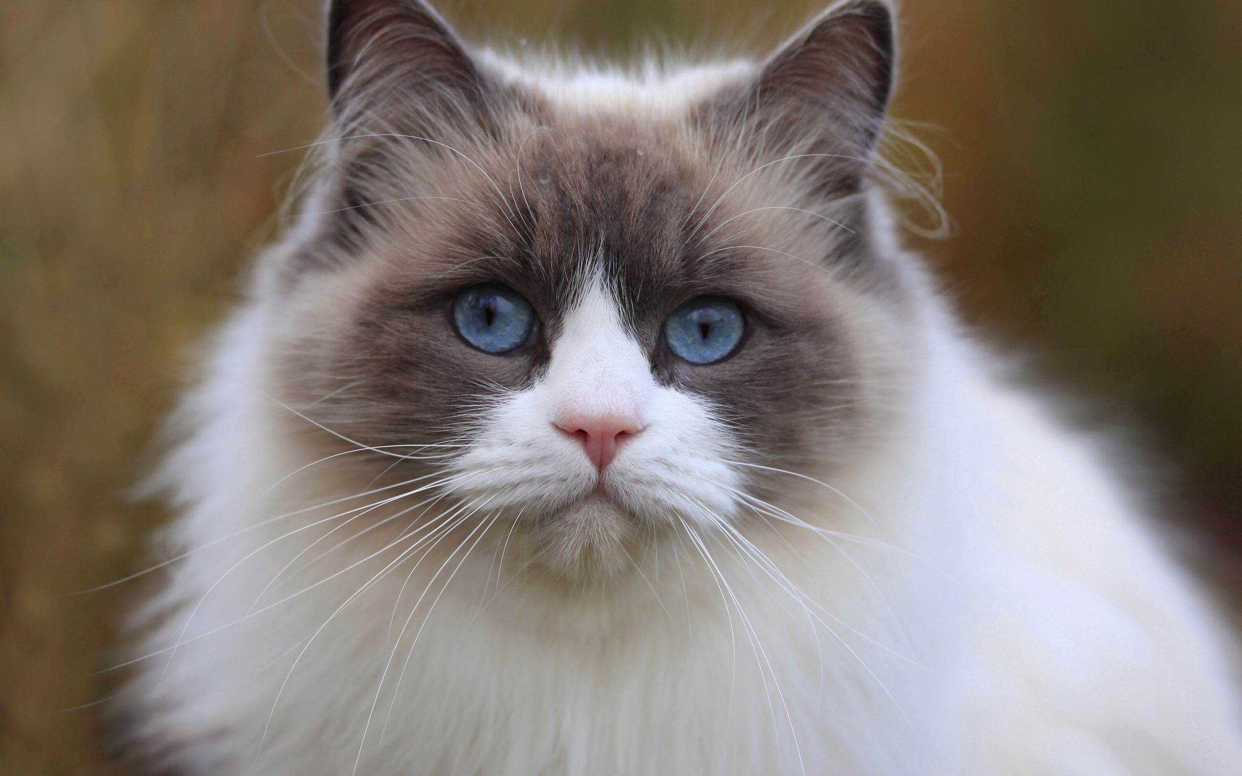 4K Phone Wallpaper thick, cat, muzzle, blue-eyed