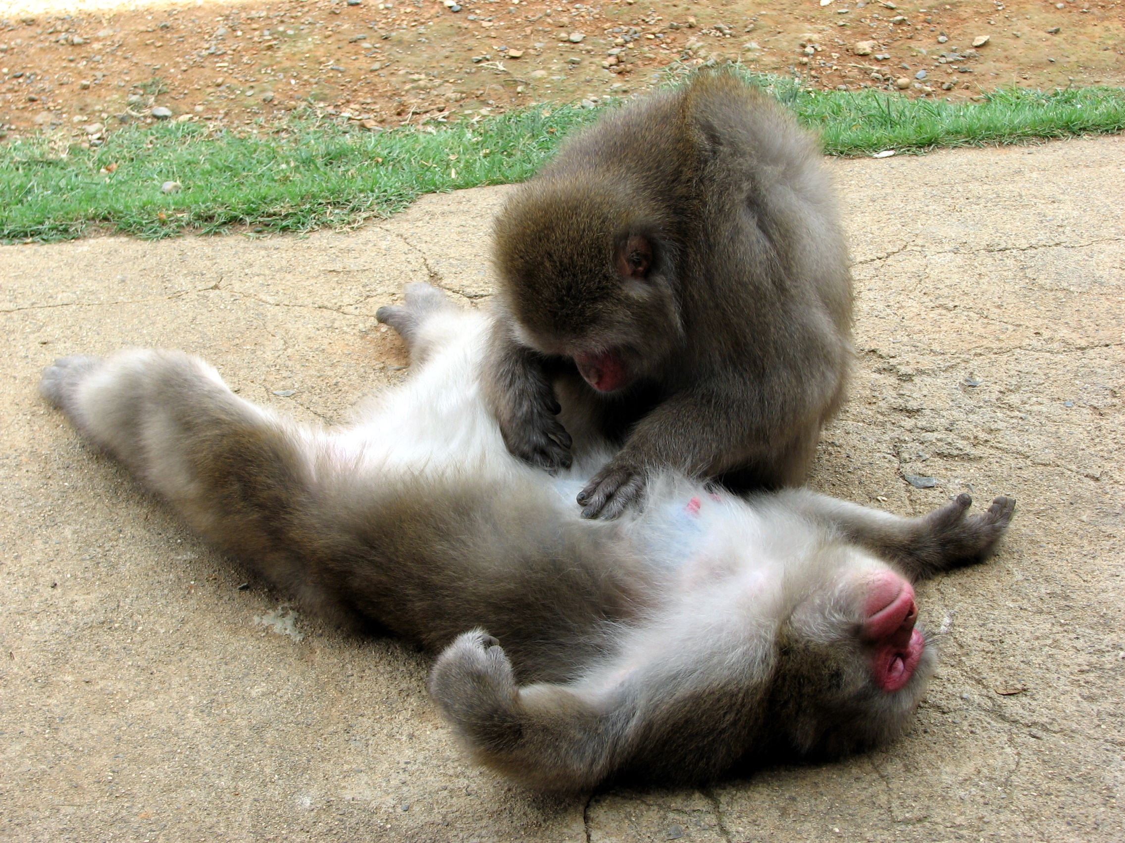 Mobile HD Wallpaper Monkeys animals, pair, care, couple