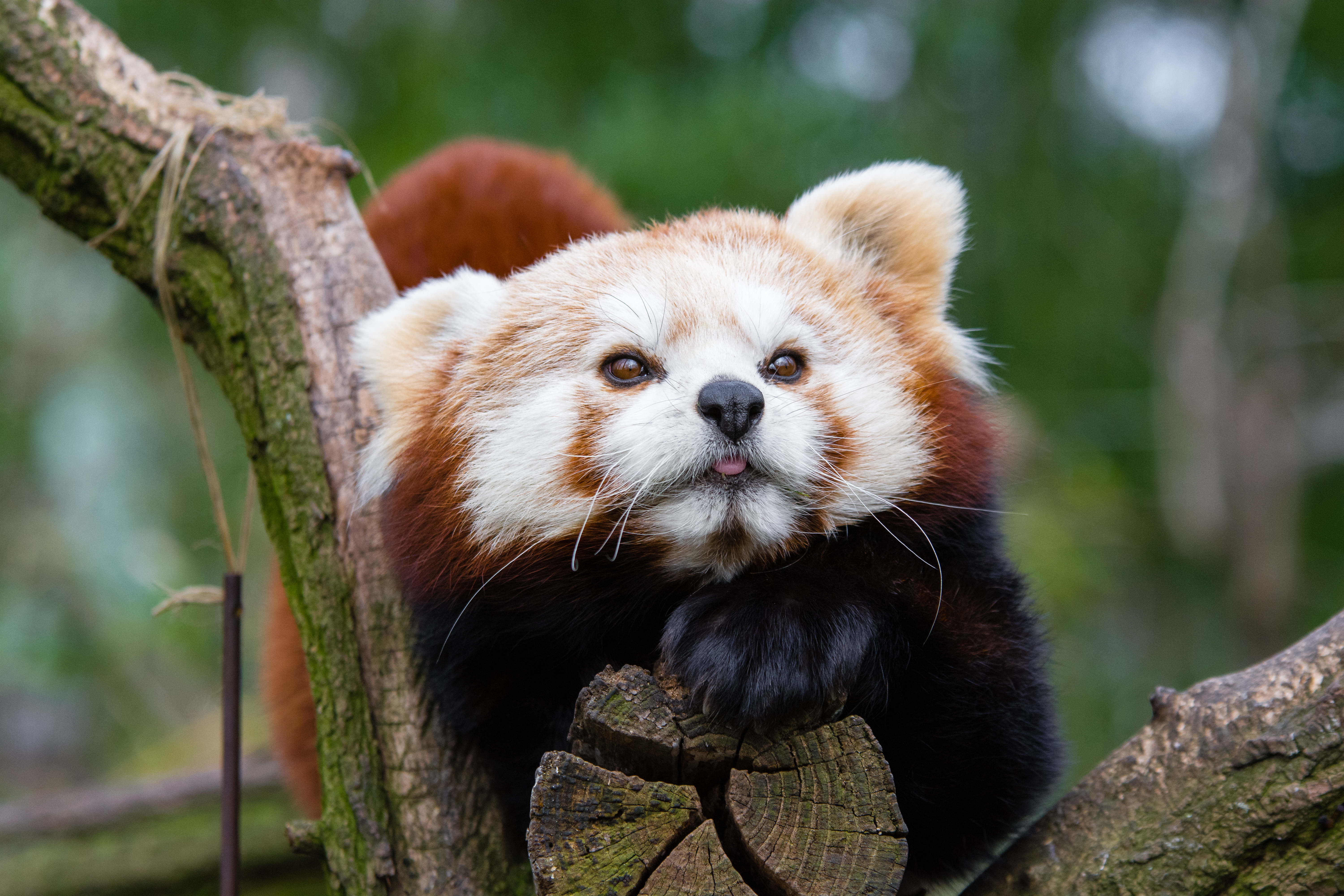 65584 Hintergrundbild herunterladen tiere, schnauze, gefleckt, fleckig, roter panda, kleiner panda - Bildschirmschoner und Bilder kostenlos