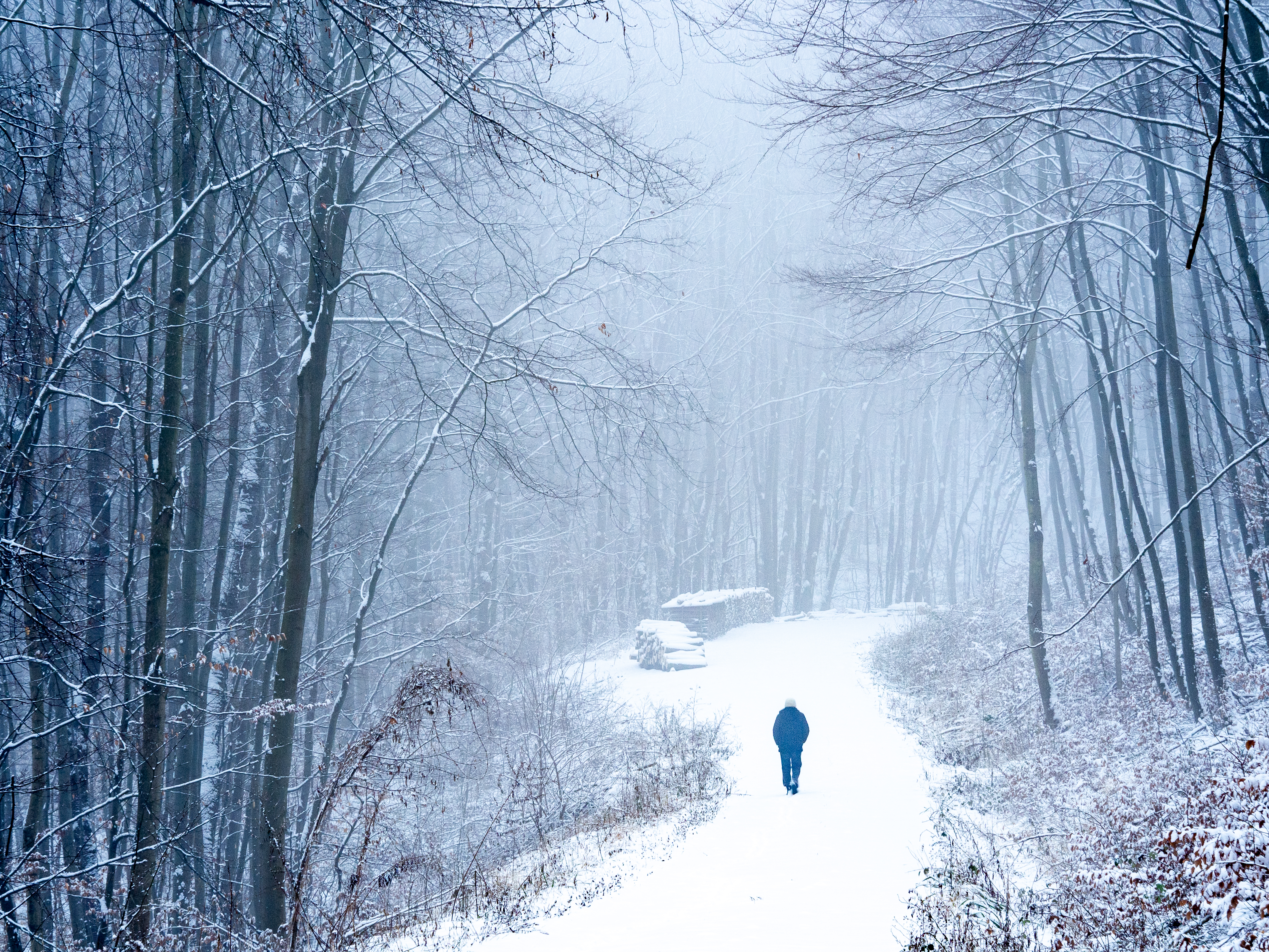 Download mobile wallpaper Snow, Nature, Forest, Loneliness, Alone, Lonely for free.
