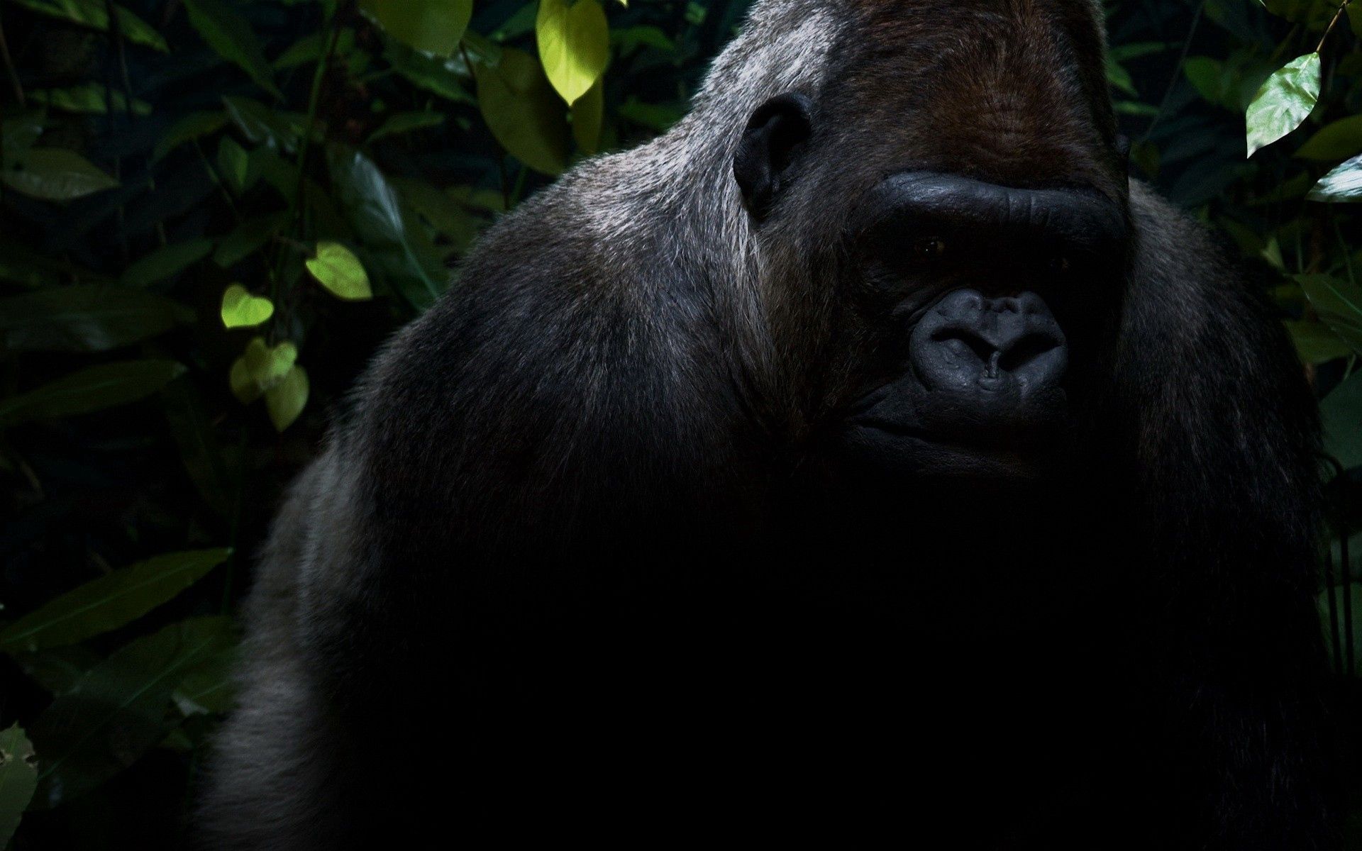 122525 Hintergrundbild herunterladen dunkel, schatten, gorilla, dschungel, wolle - Bildschirmschoner und Bilder kostenlos