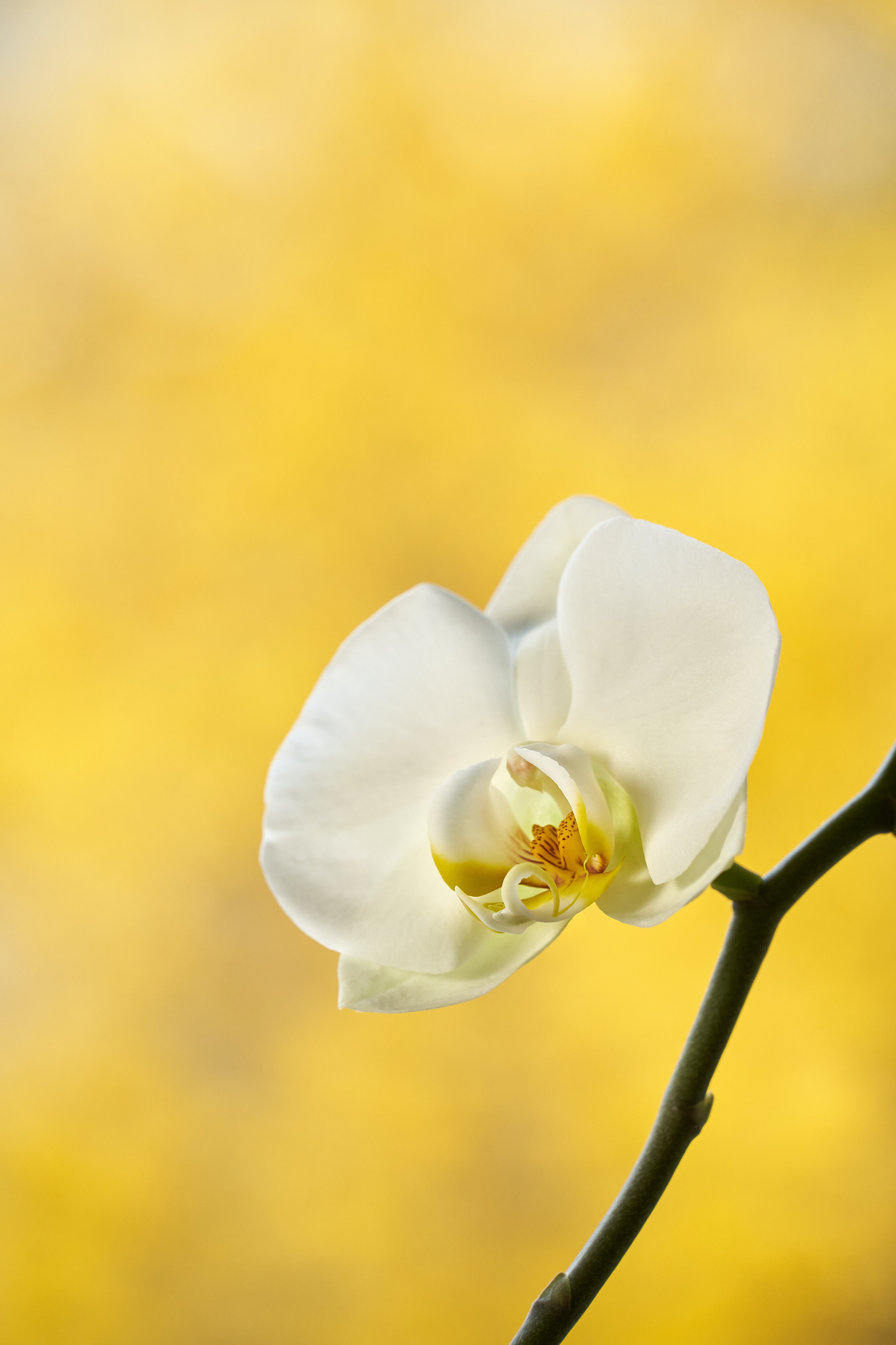 90511 Bildschirmschoner und Hintergrundbilder Orchidee auf Ihrem Telefon. Laden Sie ast, zweig, gelb, blume Bilder kostenlos herunter