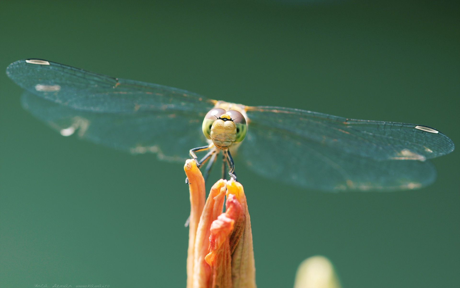 Laden Sie das Makro, Insekt, Flügel, Libelle-Bild kostenlos auf Ihren PC-Desktop herunter