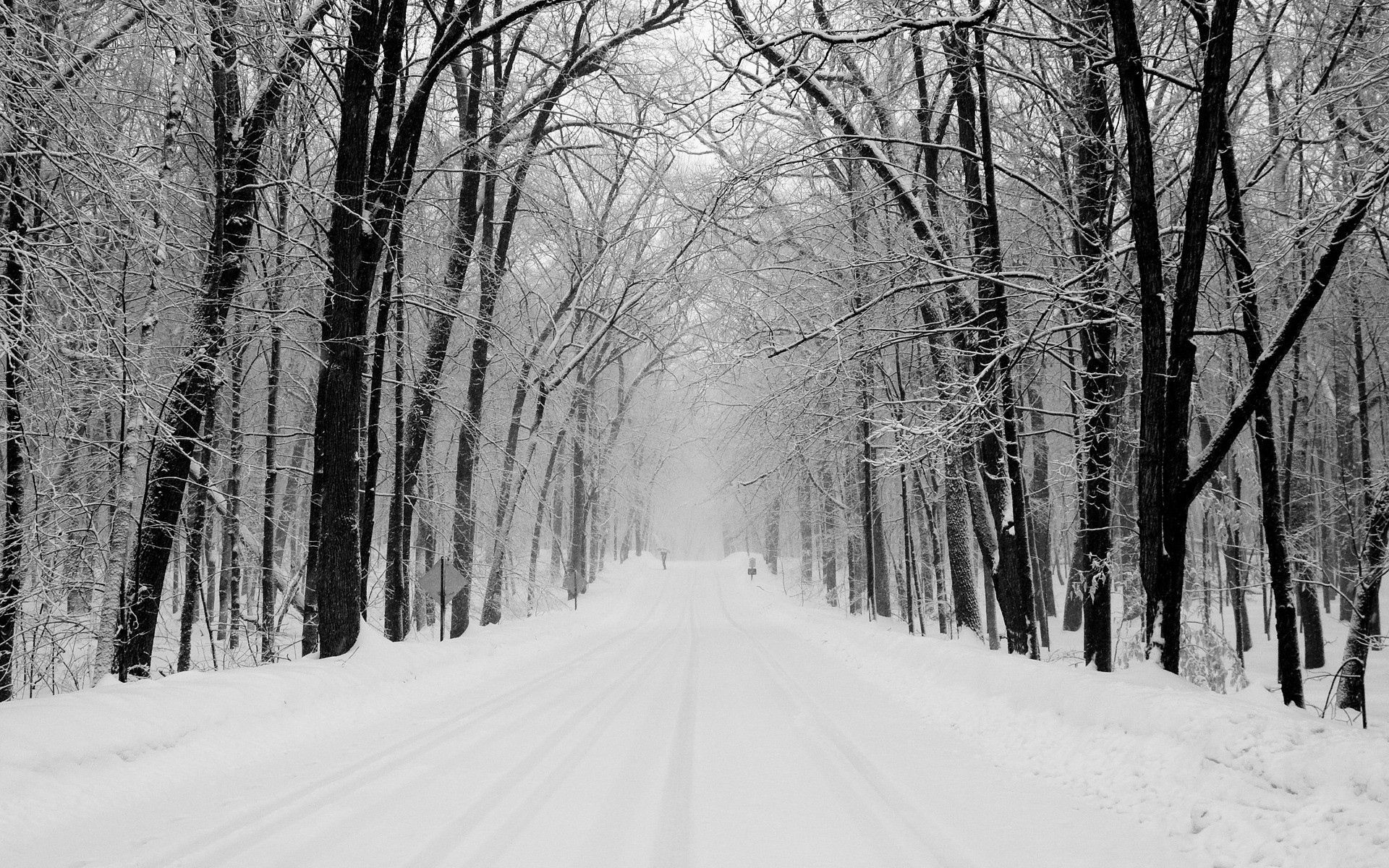 snow, winter, nature, trees, road, park