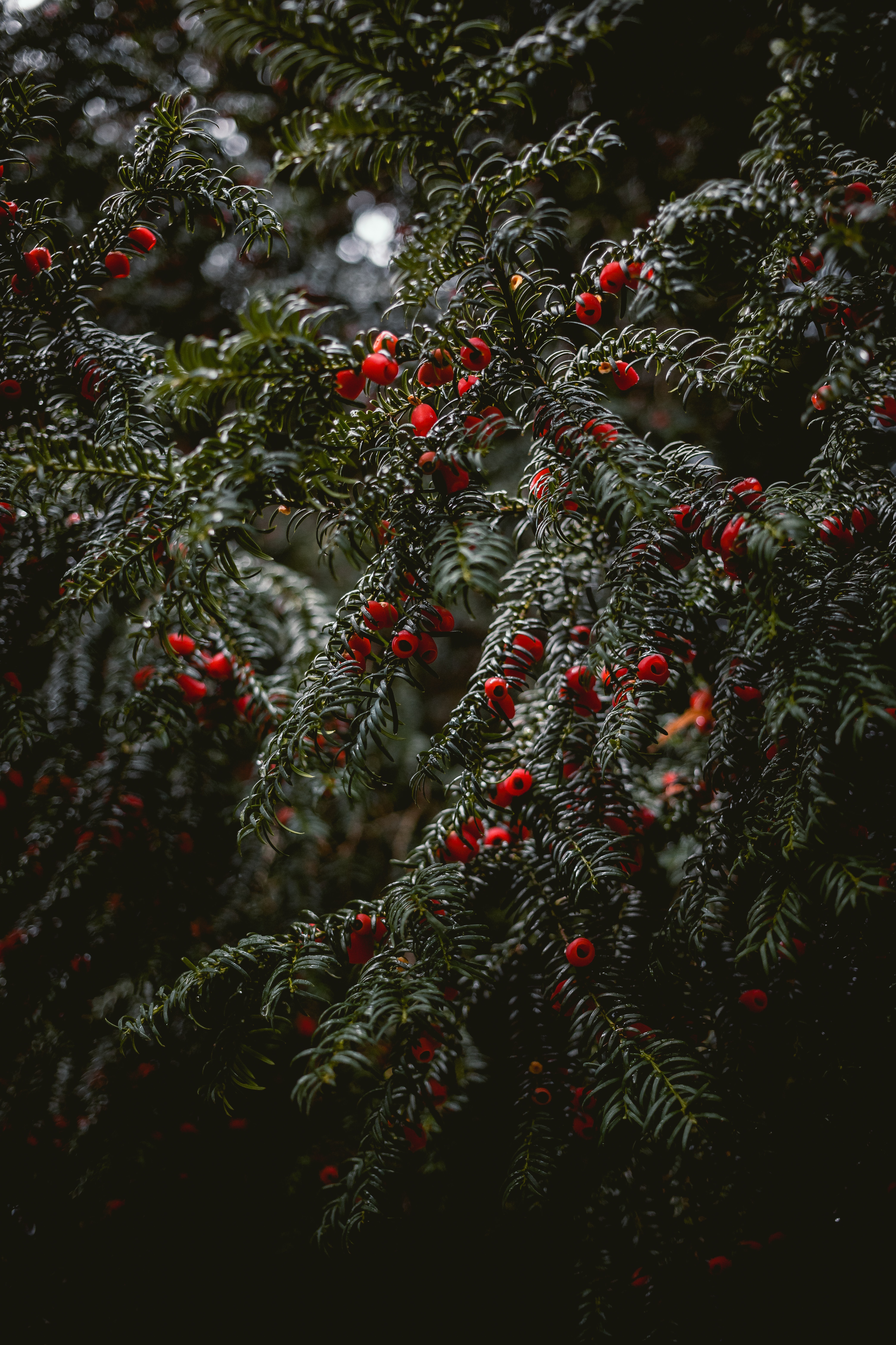 wet, nature, berries, red, plant, branches