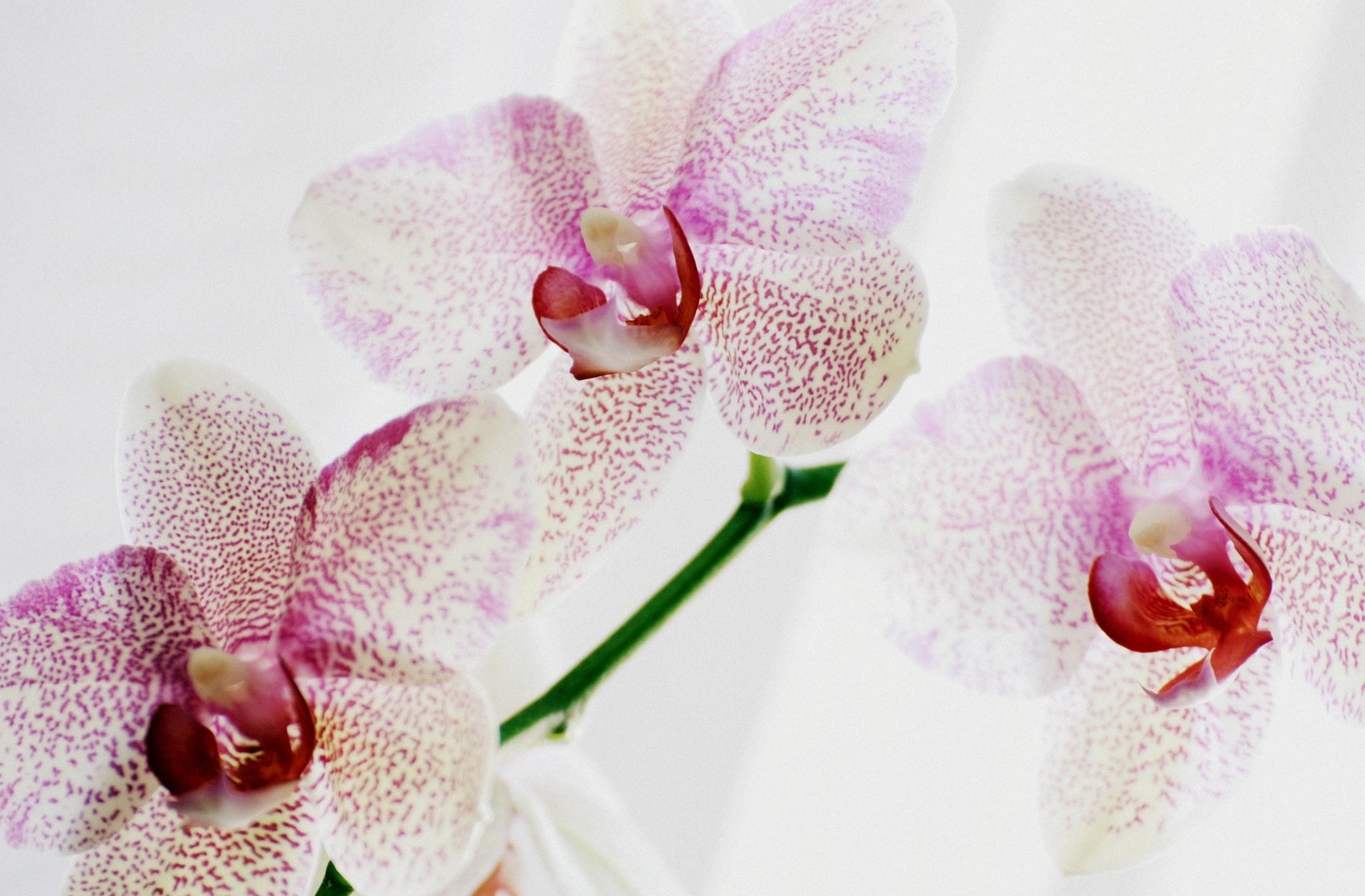 91560 Bildschirmschoner und Hintergrundbilder Exoten auf Ihrem Telefon. Laden Sie orchid, gefleckt, exotisch, orchidee Bilder kostenlos herunter