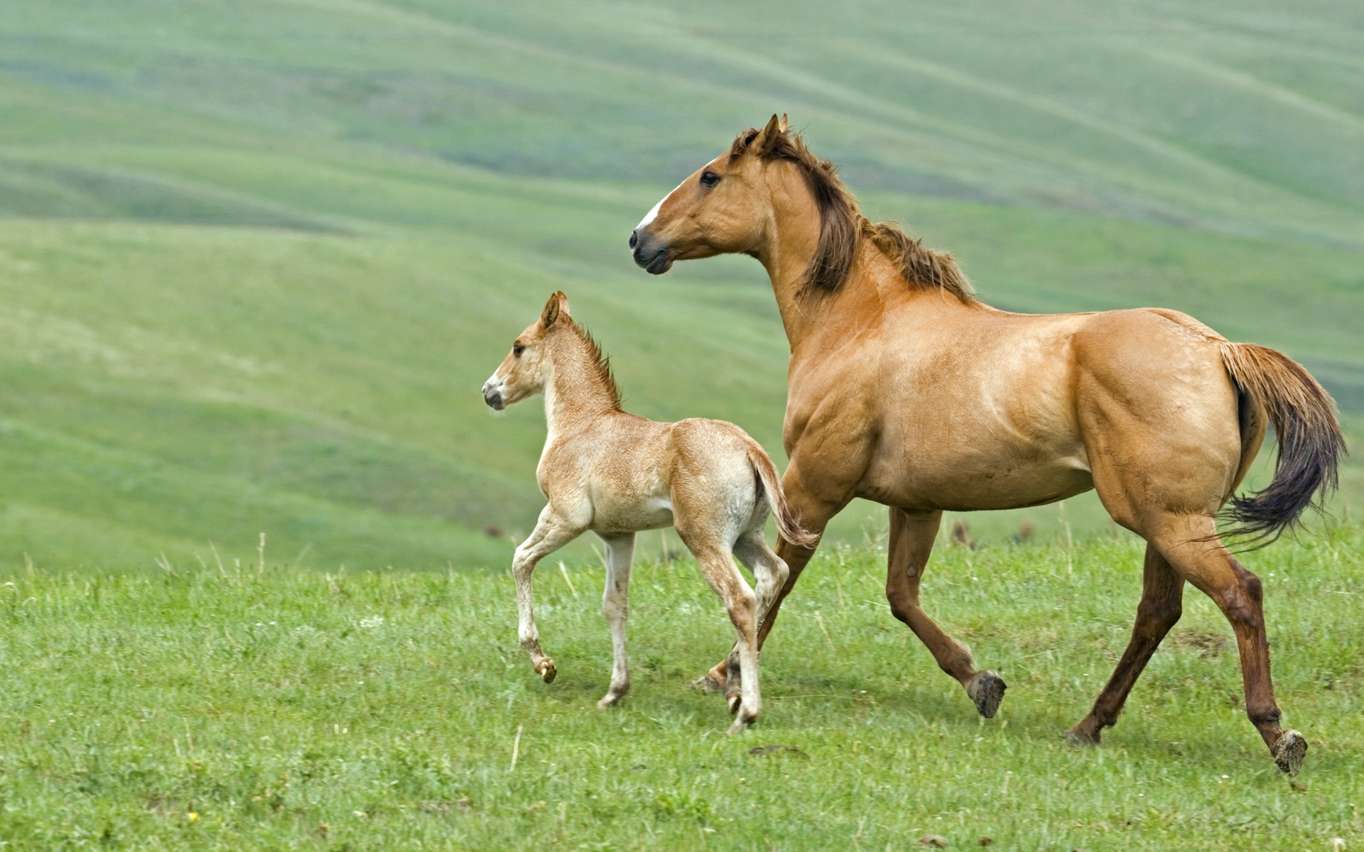 48423 Bild herunterladen pferde, tiere, grün - Hintergrundbilder und Bildschirmschoner kostenlos