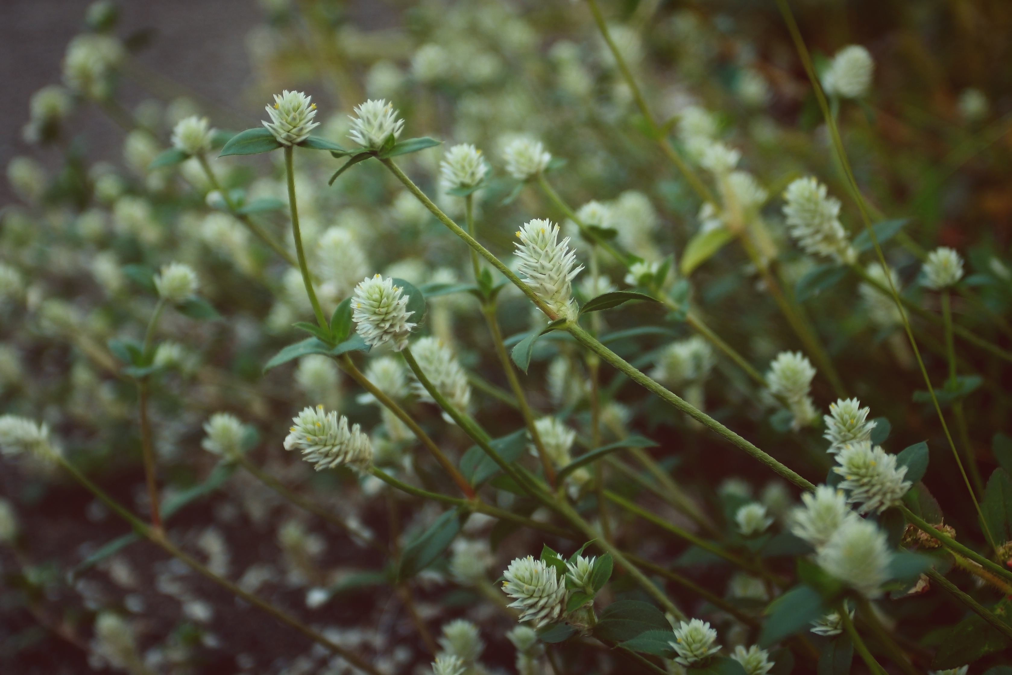 HD photos stems, flowers, wild flowers, buds