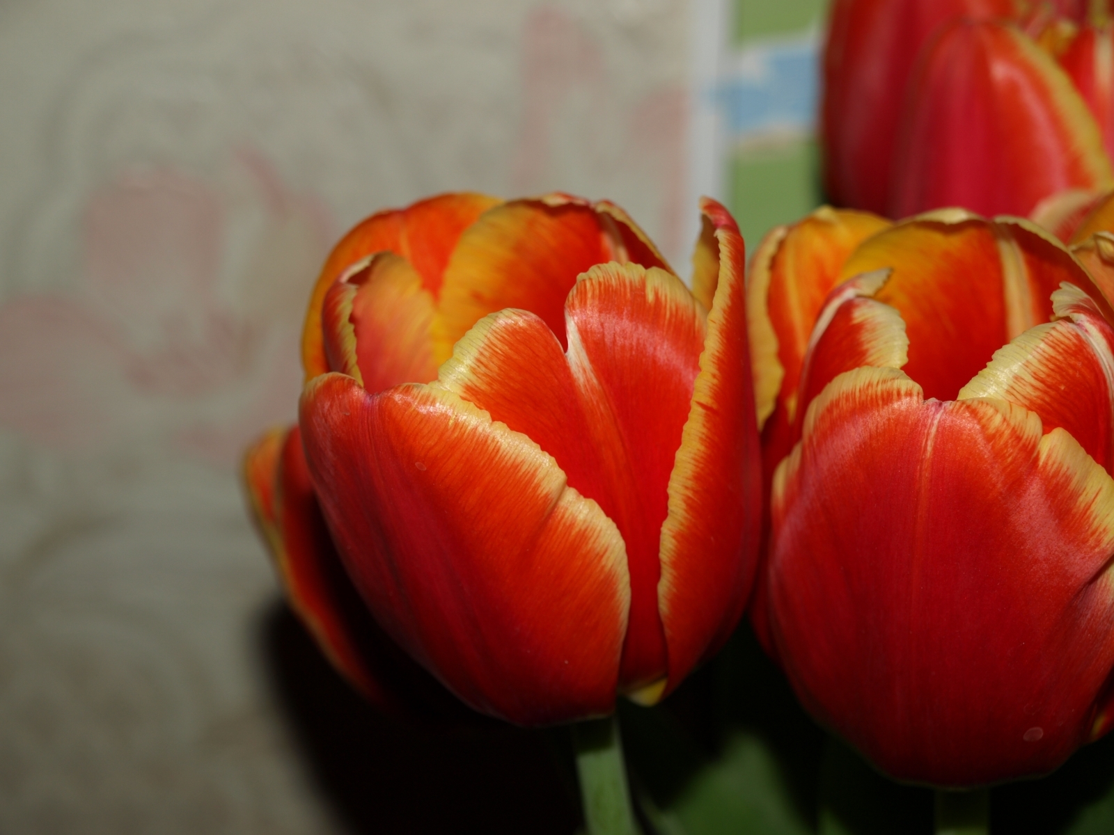 156 télécharger le fond d'écran plantes, fleurs, tulipes - économiseurs d'écran et images gratuitement