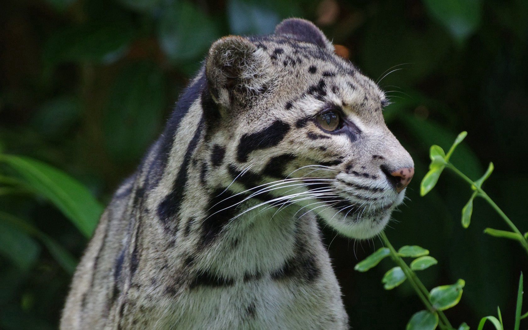 Kostenlose Rauchiger Leopard HD-Bilder herunterladen