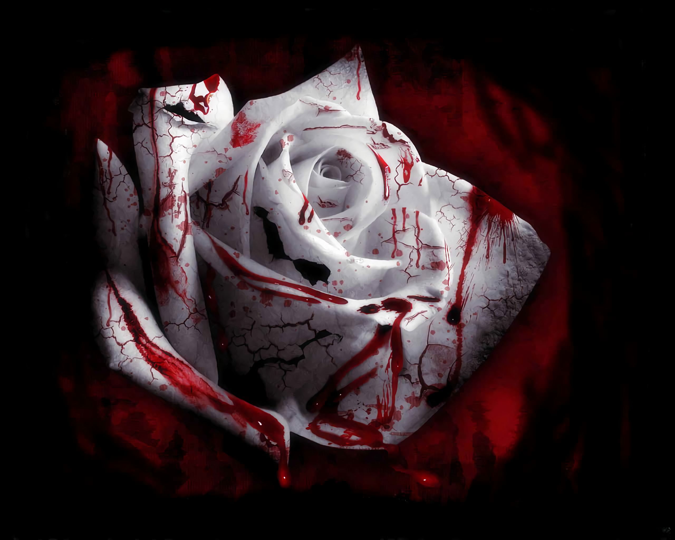 1077390 免費下載壁紙 黑暗, 血, 花, 白色的花, 白玫瑰 屏保和圖片