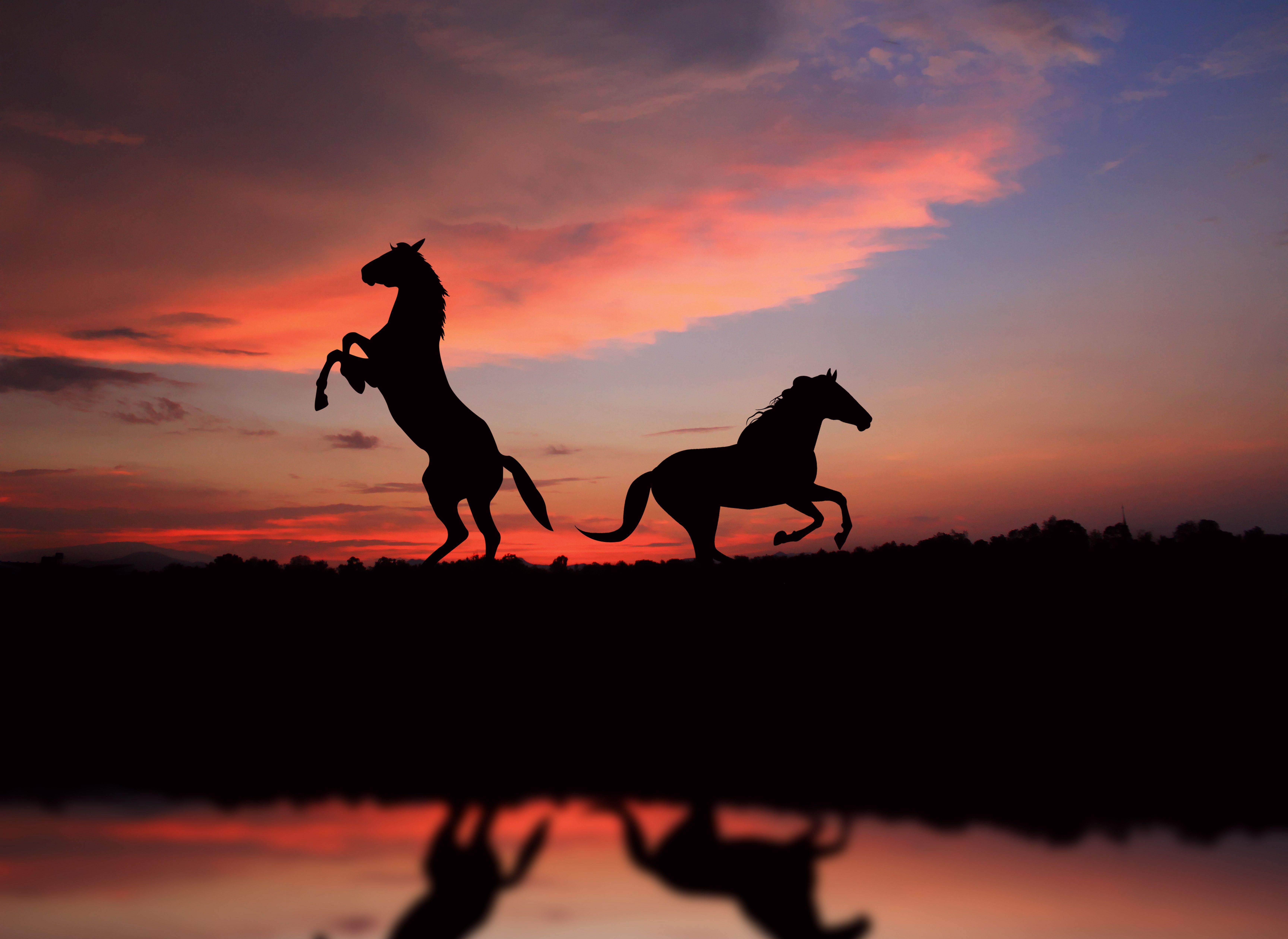 Free Images sunset, horse, reflection, animal Silhouette