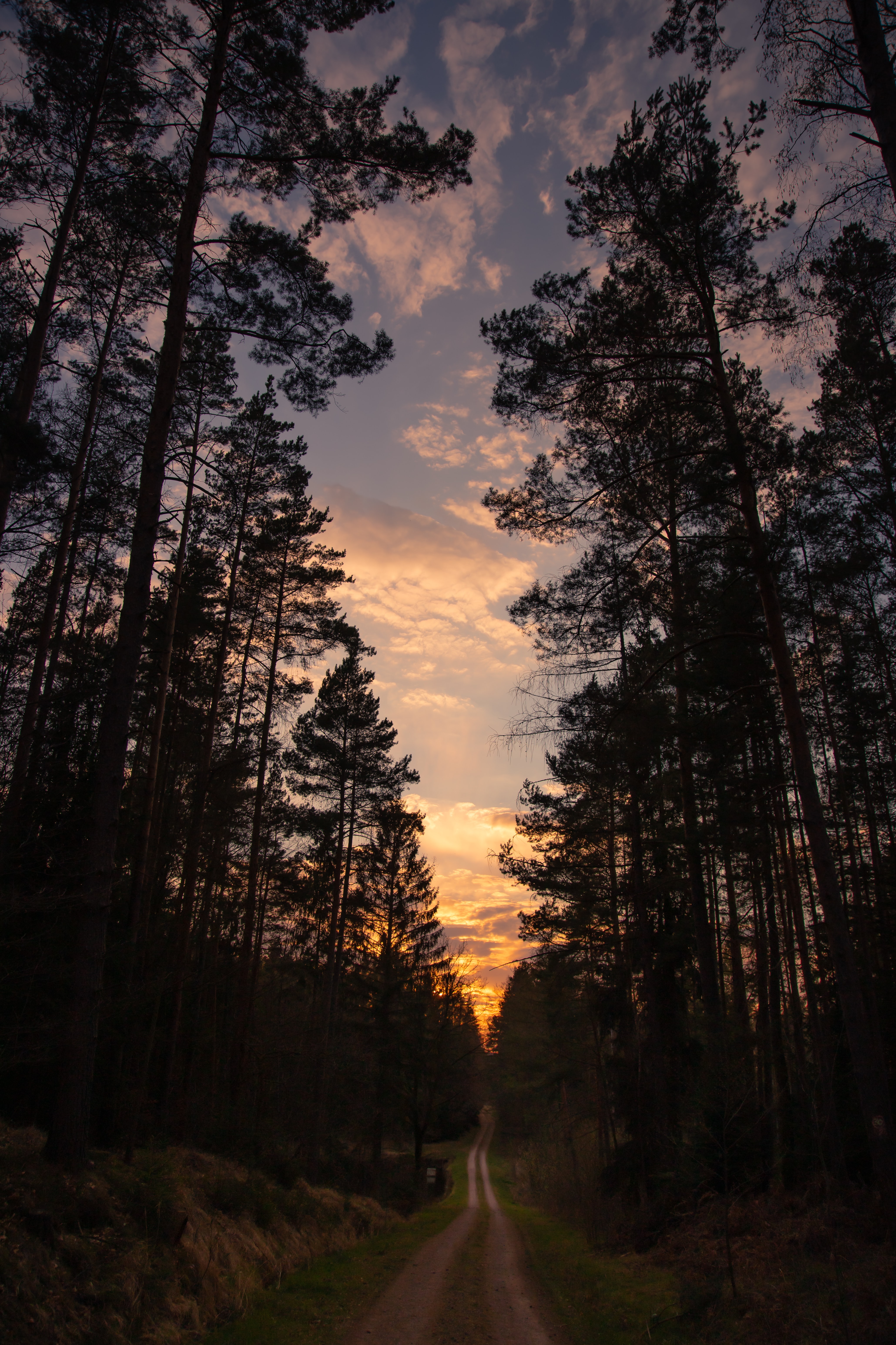 nature, trees, sunset, pine, road, forest 1080p