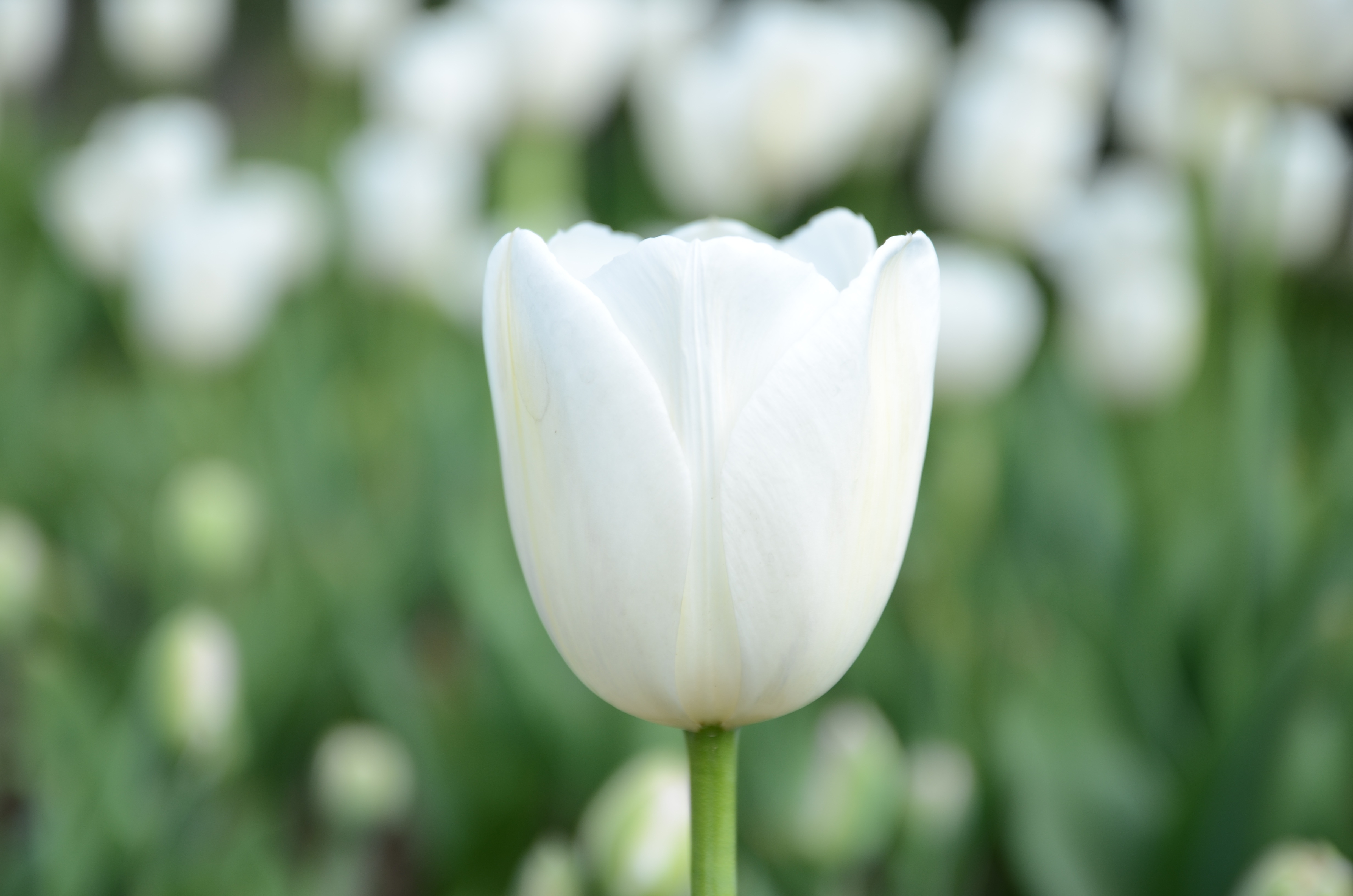 158037 Protetores de tela e papéis de parede Flor em seu telefone. Baixe flores, branco, botão, tulipa fotos gratuitamente