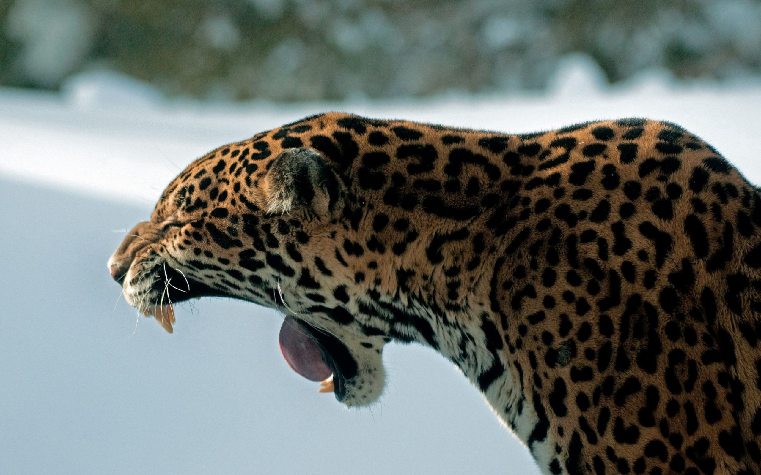 Laden Sie das Tiere, Jaguar, Katze, Grinsen, Grin, Raubtier, Predator-Bild kostenlos auf Ihren PC-Desktop herunter