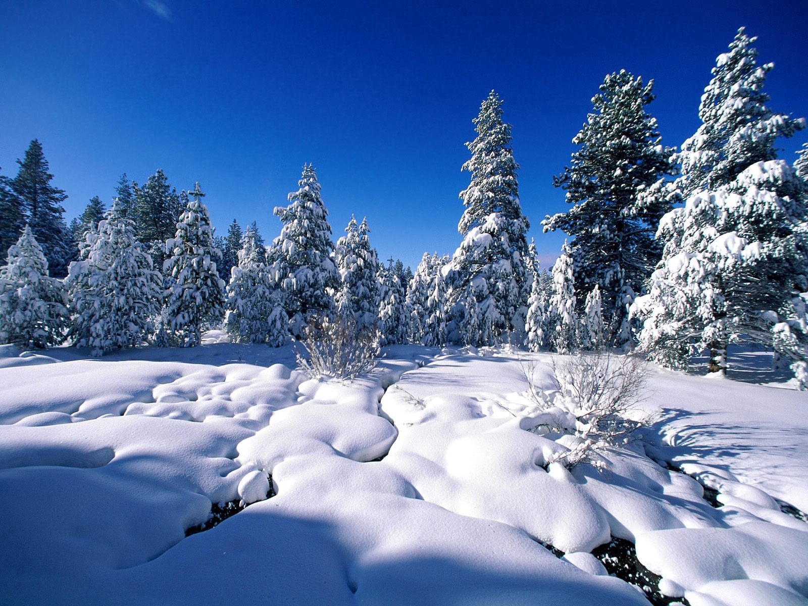 Скачать картинку Снег, Сосны, Сугробы, Природа, Река, Вода в телефон бесплатно.