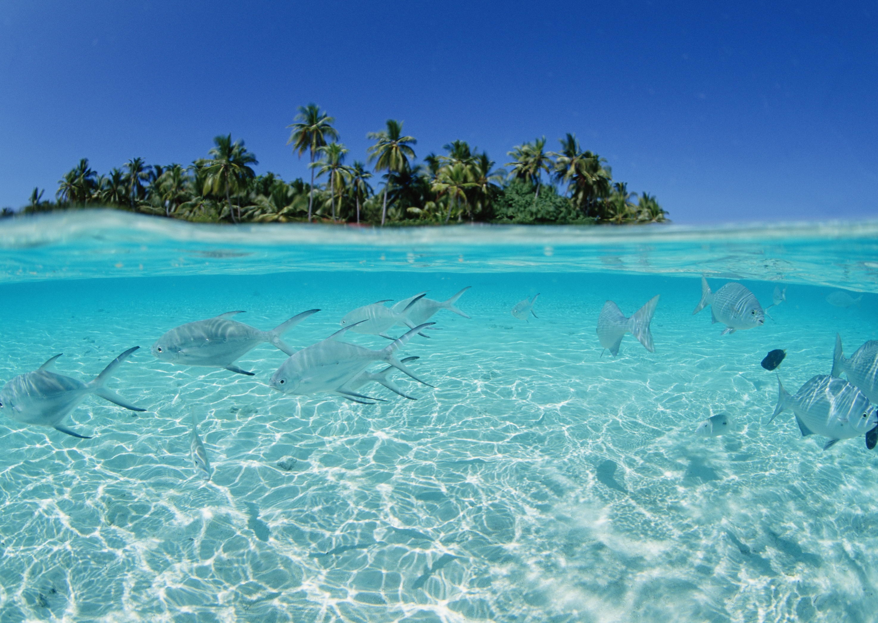 island, nature, sea, palms, fishes, flock, shallow water, shoal HD wallpaper