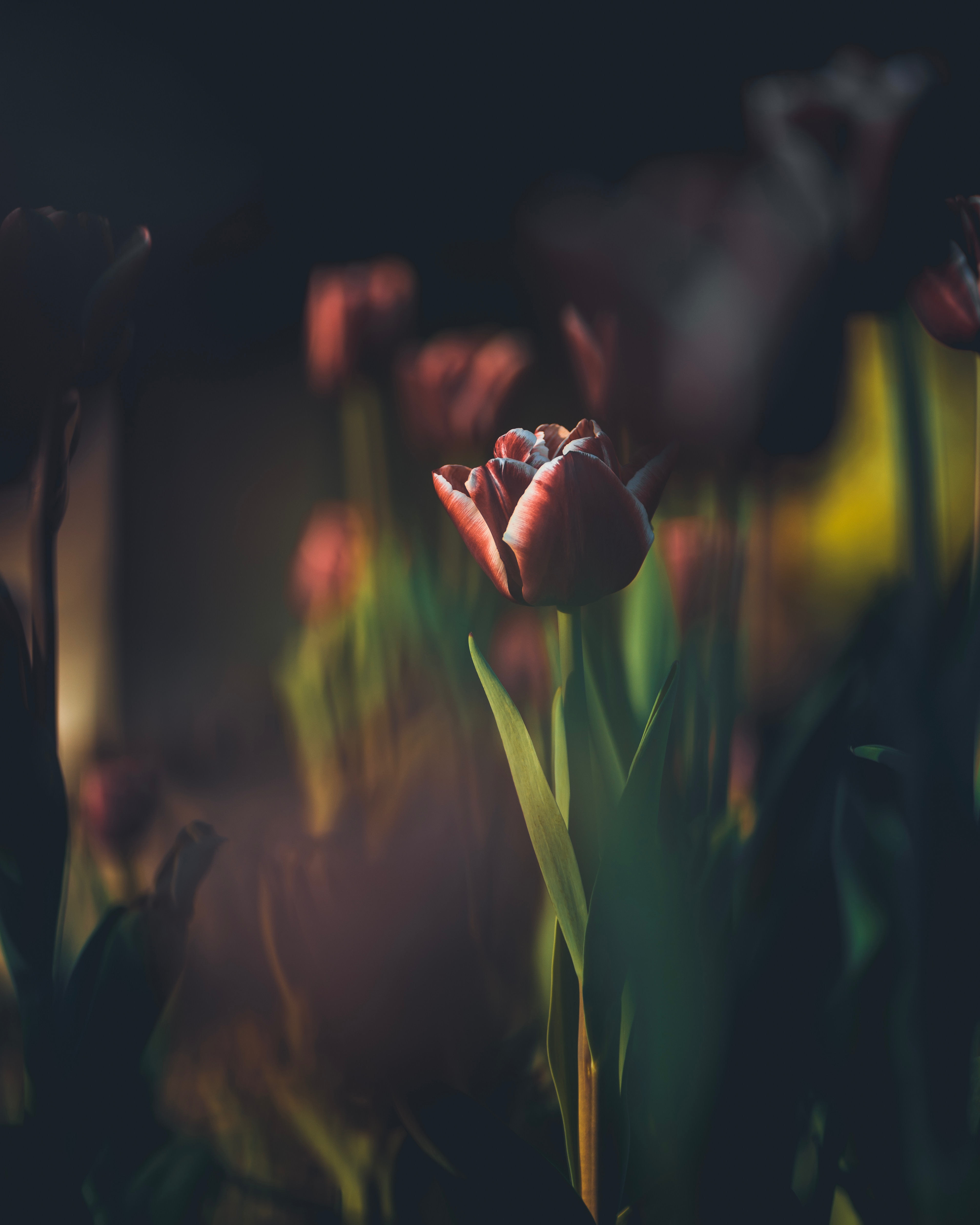 106985 download wallpaper flowers, bud, blur, smooth, tulip, stem, stalk screensavers and pictures for free