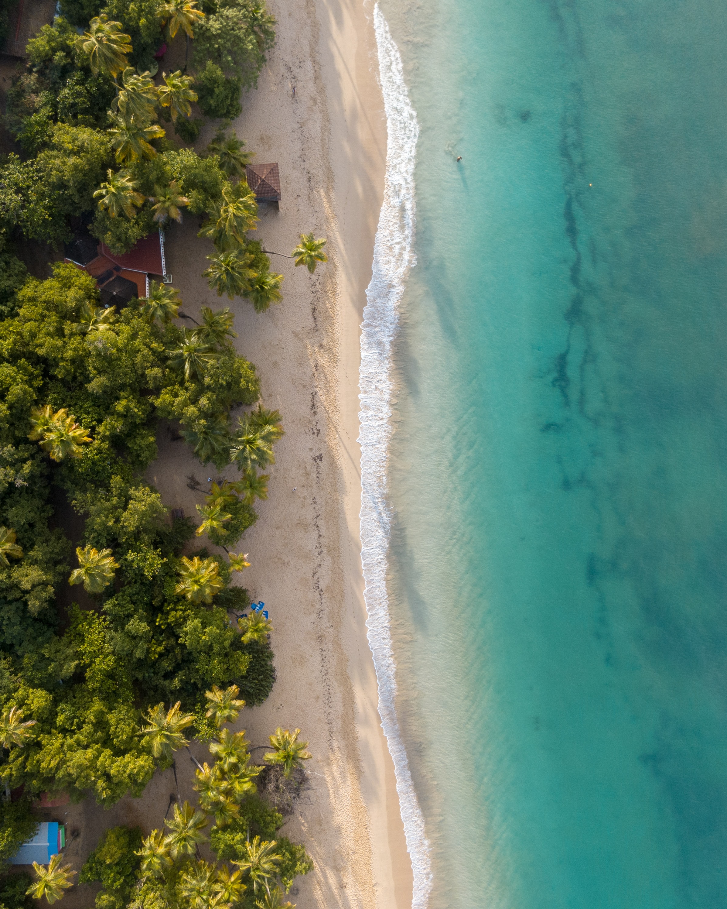 beach, palms, nature, water, sea, sand, view from above images