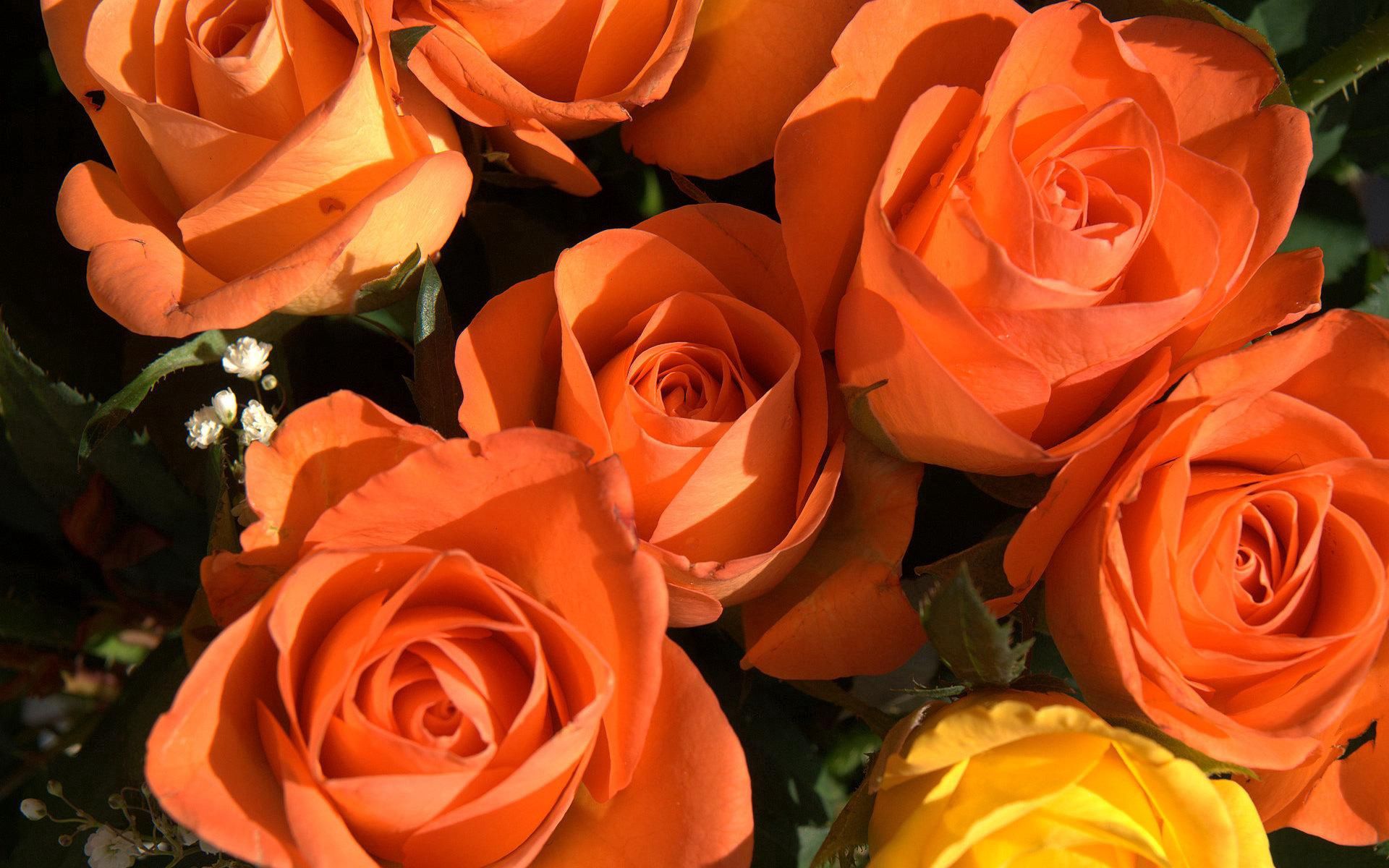 Handy-Wallpaper Blumen, Roses, Schönheit, Strauß, Bouquet, Knospen kostenlos herunterladen.