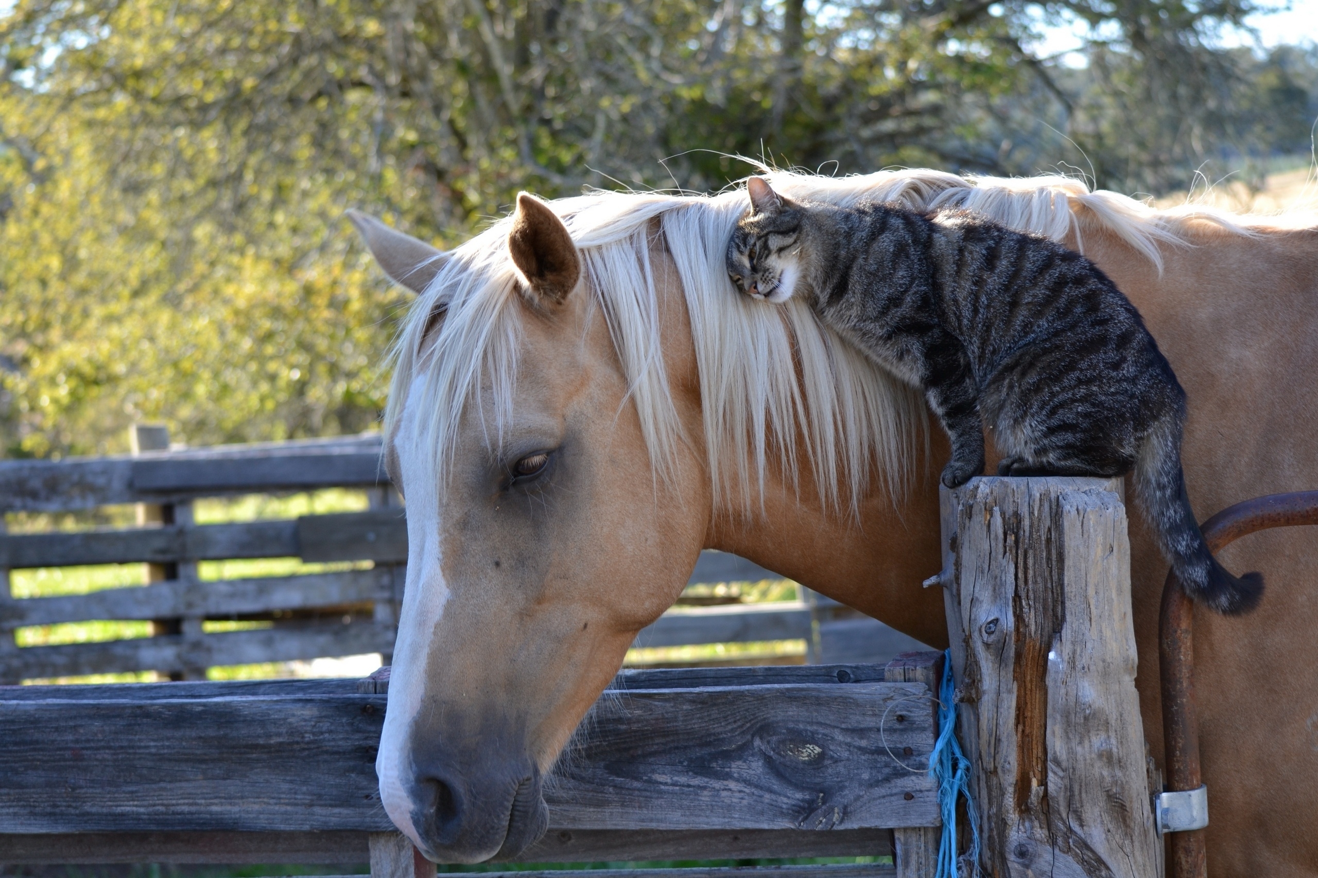 123746 download wallpaper cat, animals, friendship, horse screensavers and pictures for free
