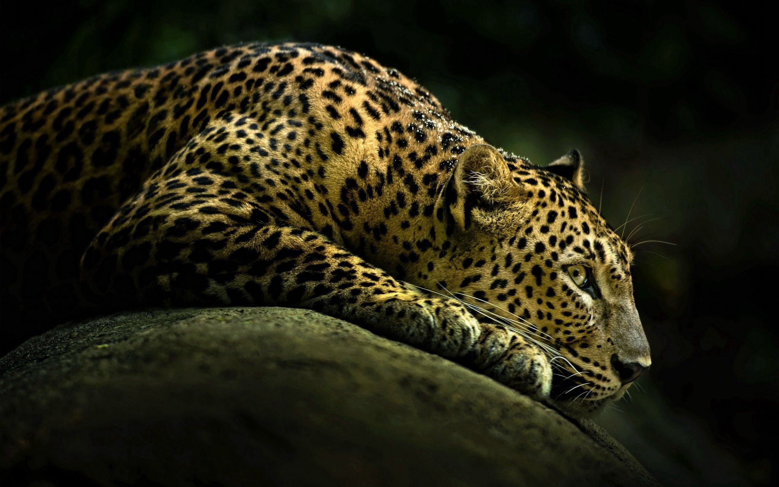 52284 Bild herunterladen tiere, scheinen, licht, leopard, sich hinlegen, liegen, schatten, große katze, big cat - Hintergrundbilder und Bildschirmschoner kostenlos
