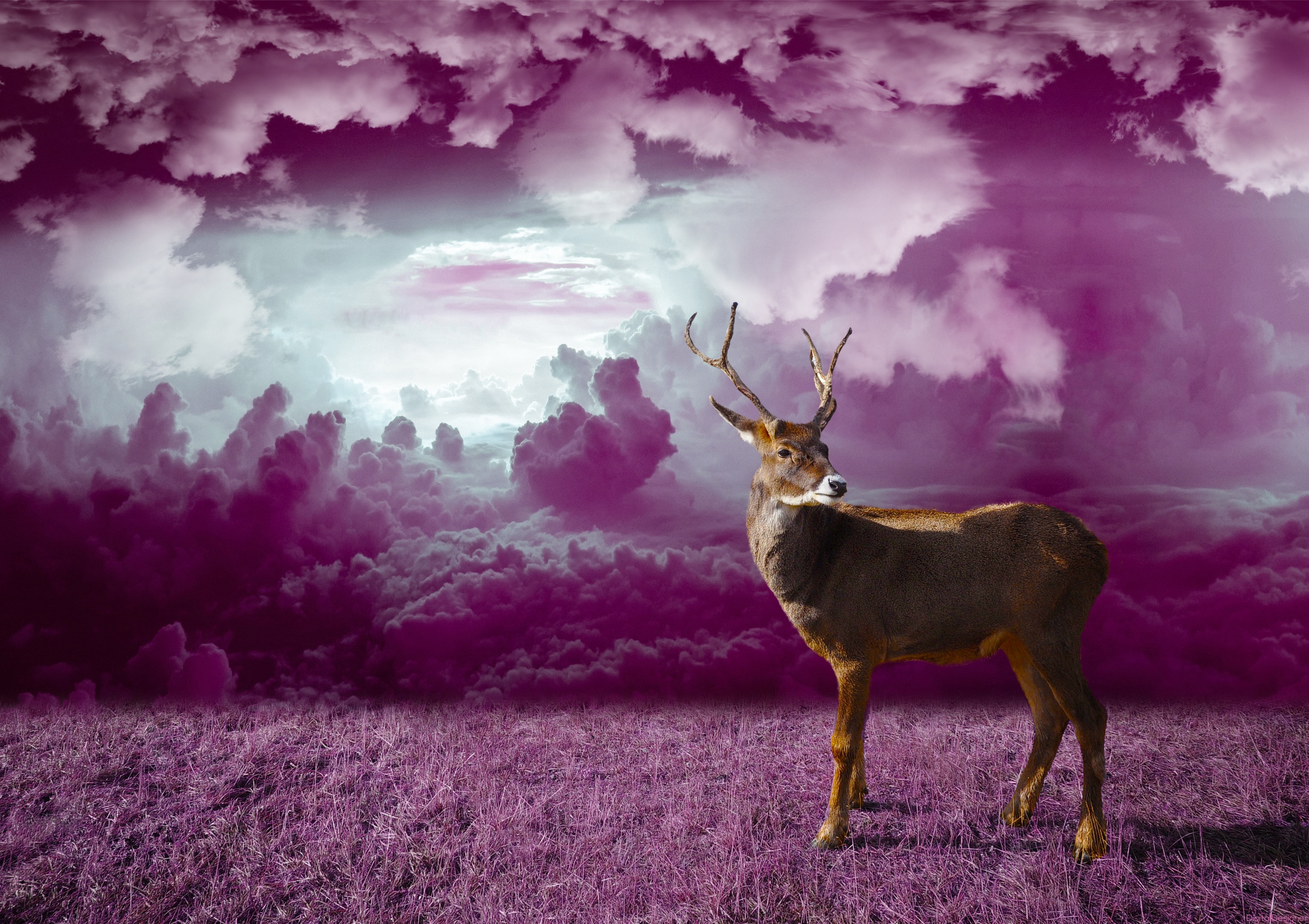 deer, animals, grass, clouds, photoshop High Definition image