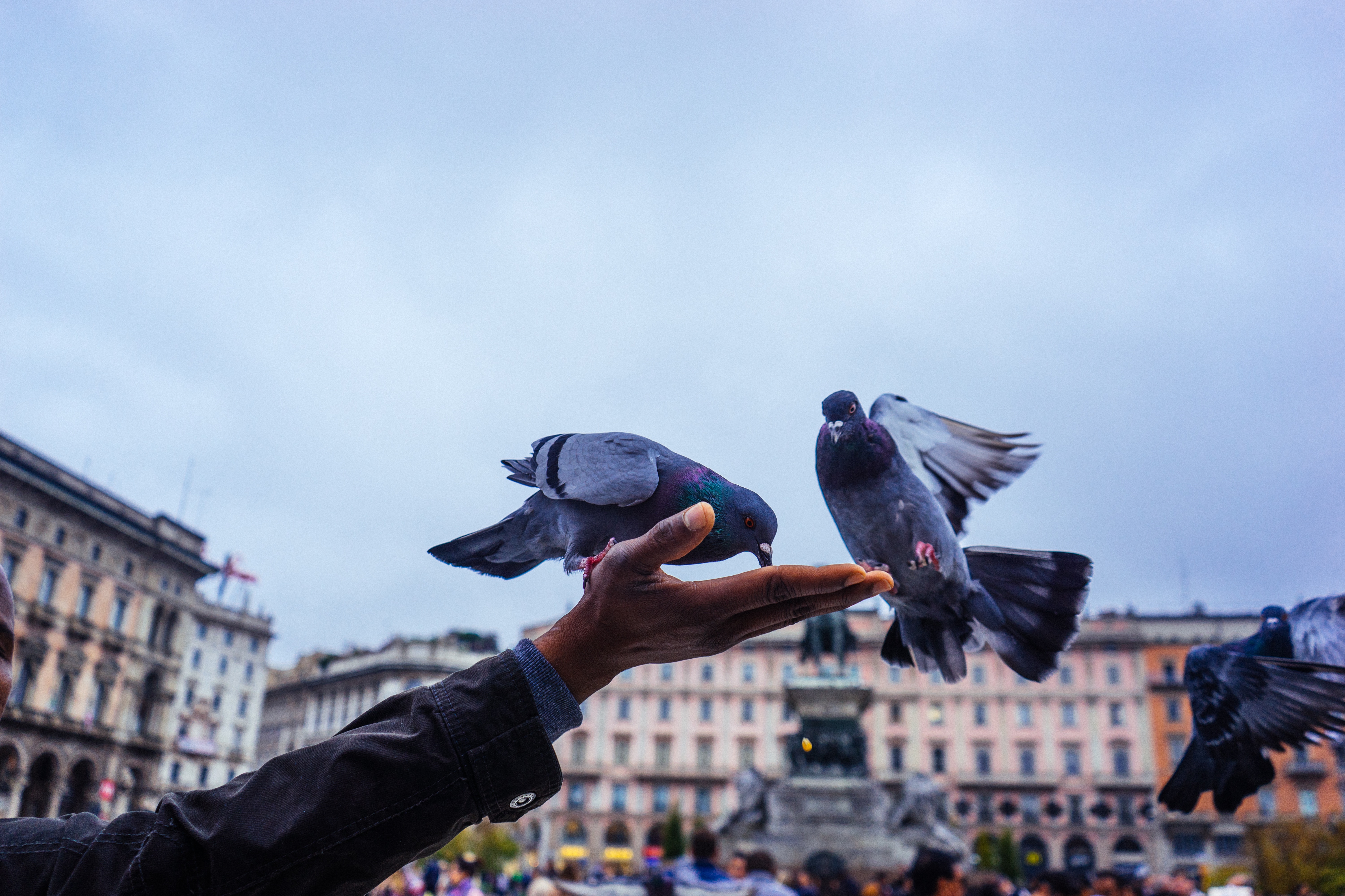 Download mobile wallpaper Pigeons, Feeding, Animals, Hand for free.