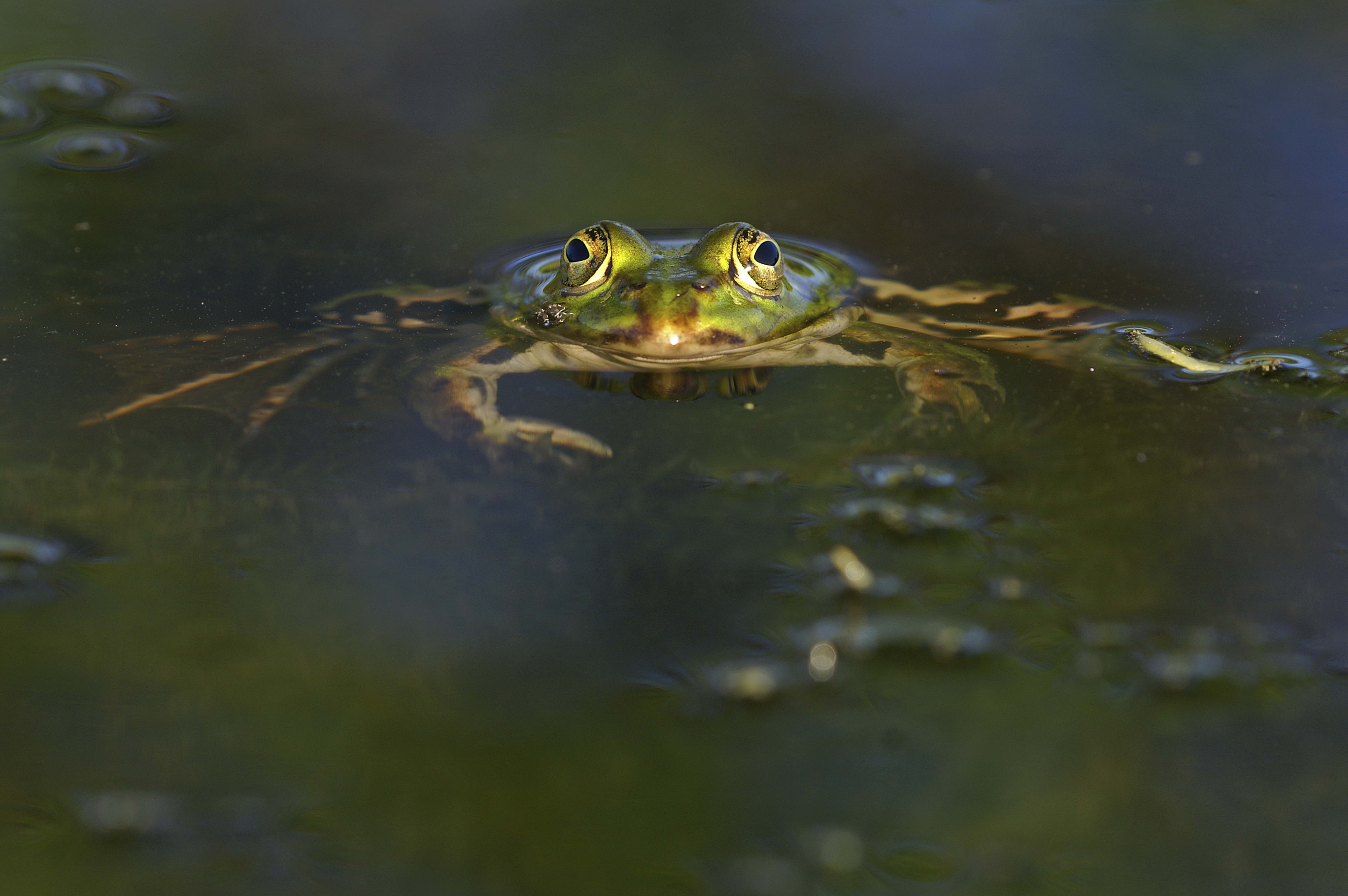 water, animals, basin, frog HD Wallpaper for Phone
