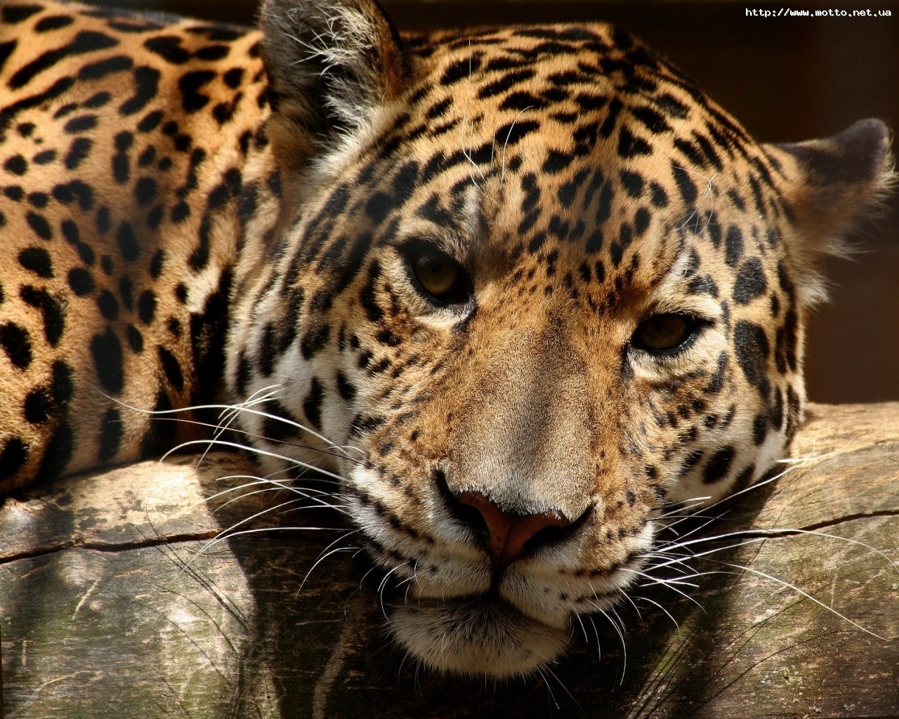 2365 descargar fondo de pantalla animales, leopardos, naranja: protectores de pantalla e imágenes gratis