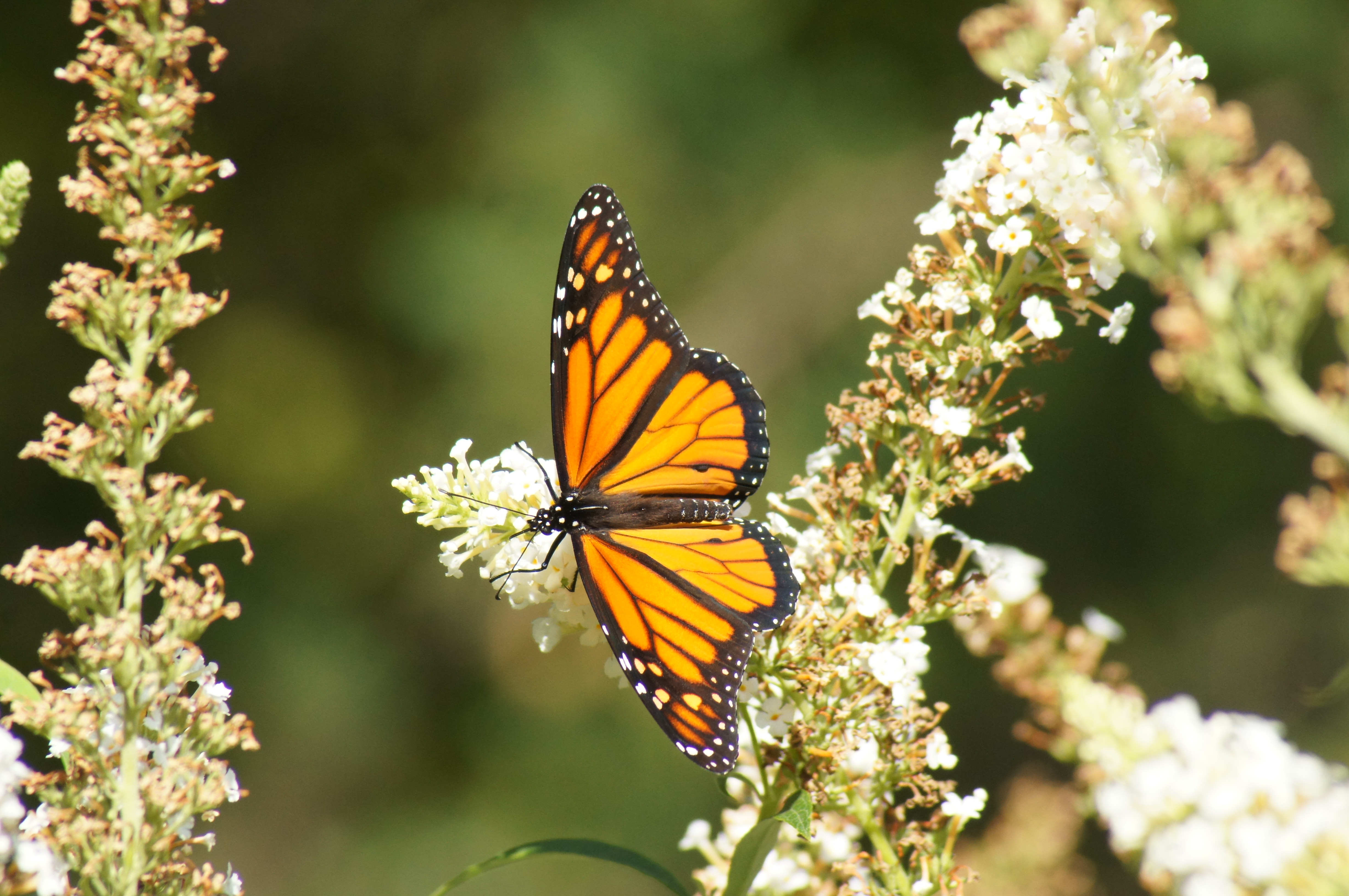 Ultrawide Wallpapers Macro handsomely, butterfly, animals, pattern