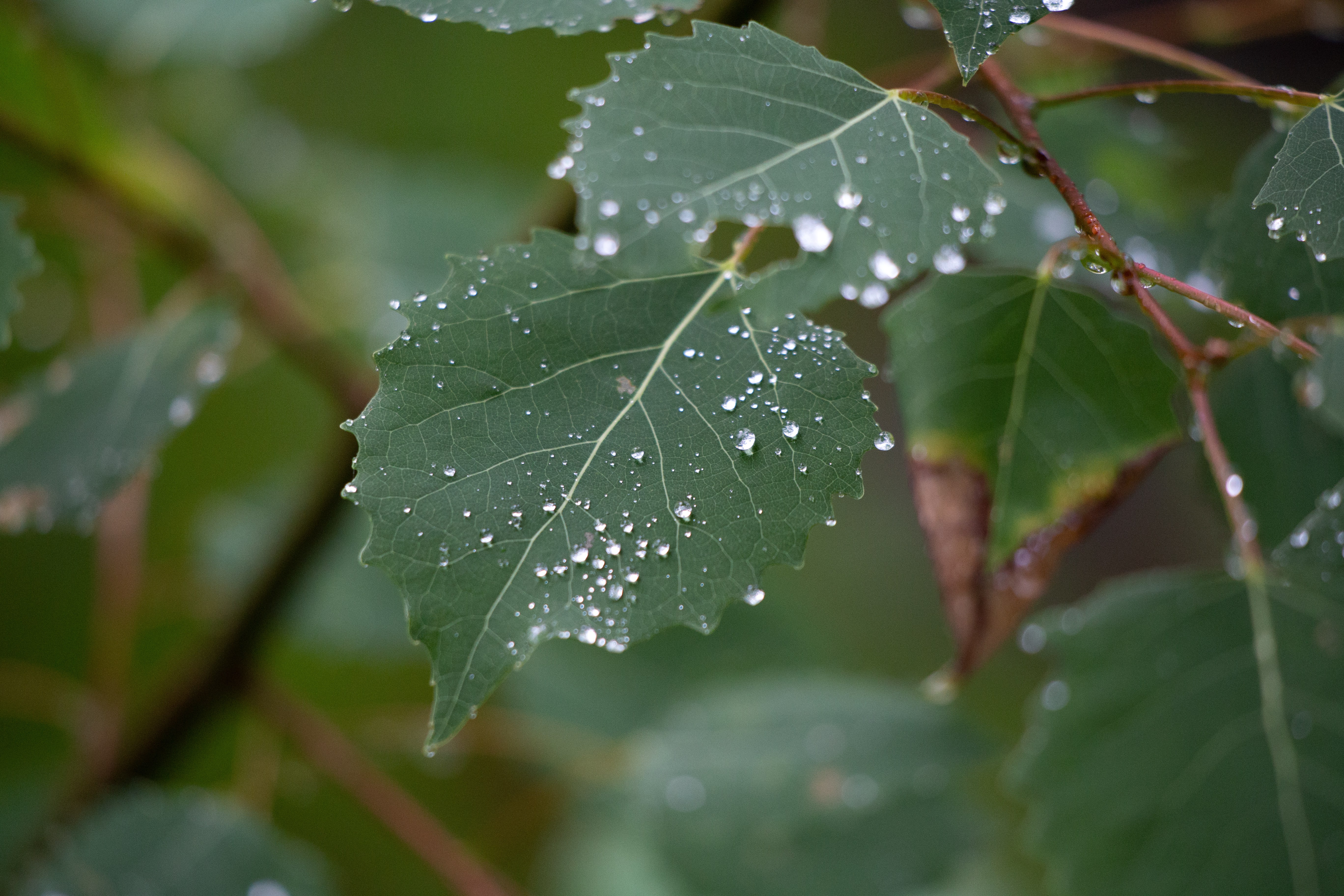 drops, leaf, macro, branch Square Wallpapers