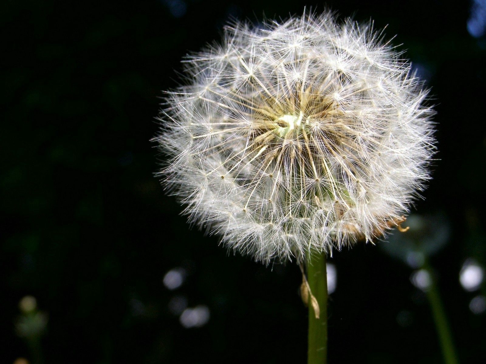 white, dandelion, fuzz, black Fluff HD Android Wallpapers