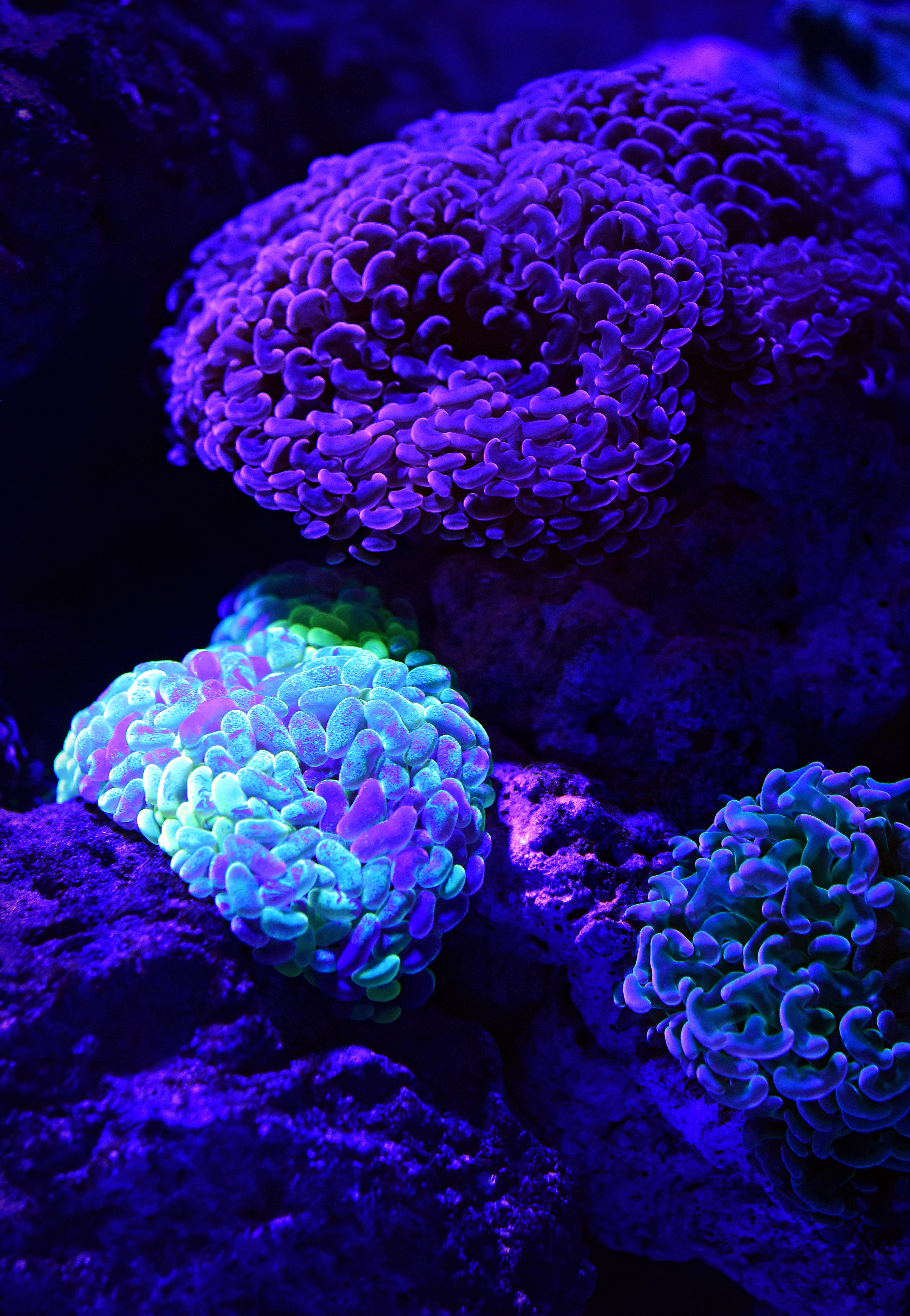 106431 Hintergrundbild herunterladen tiere, koralle, glühen, glow, unterwasserwelt - Bildschirmschoner und Bilder kostenlos