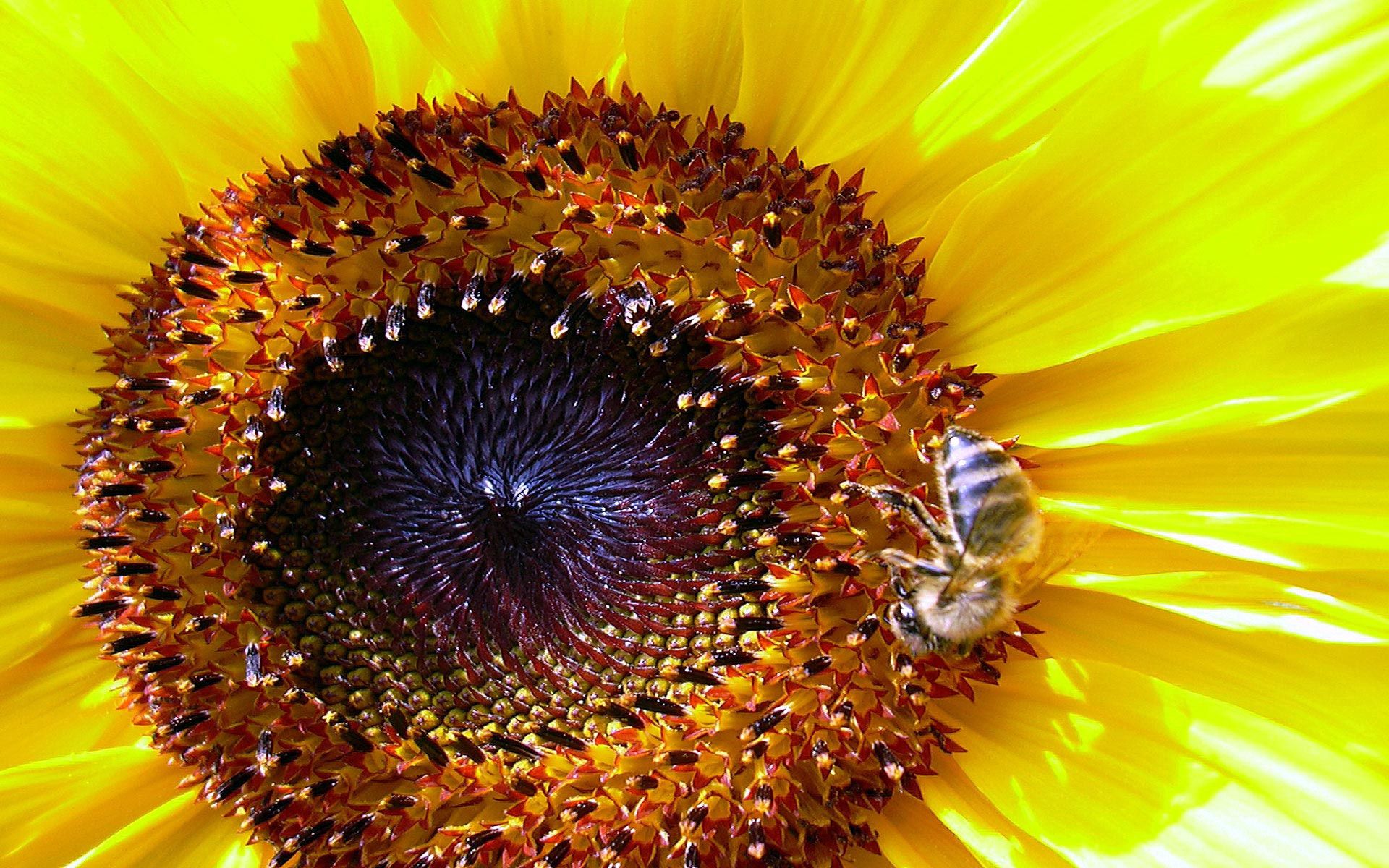 Mobile Wallpaper: Free HD Download [HQ] pollination, bee, macro, yellow