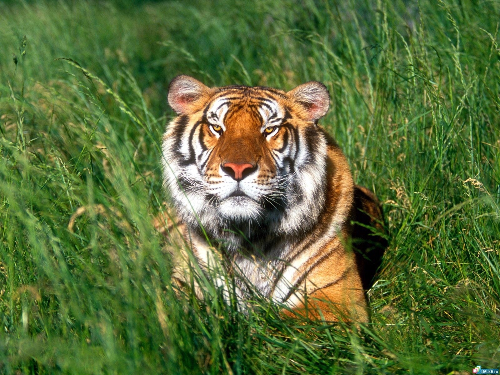 8897 Bild herunterladen tiere, grass, tigers - Hintergrundbilder und Bildschirmschoner kostenlos