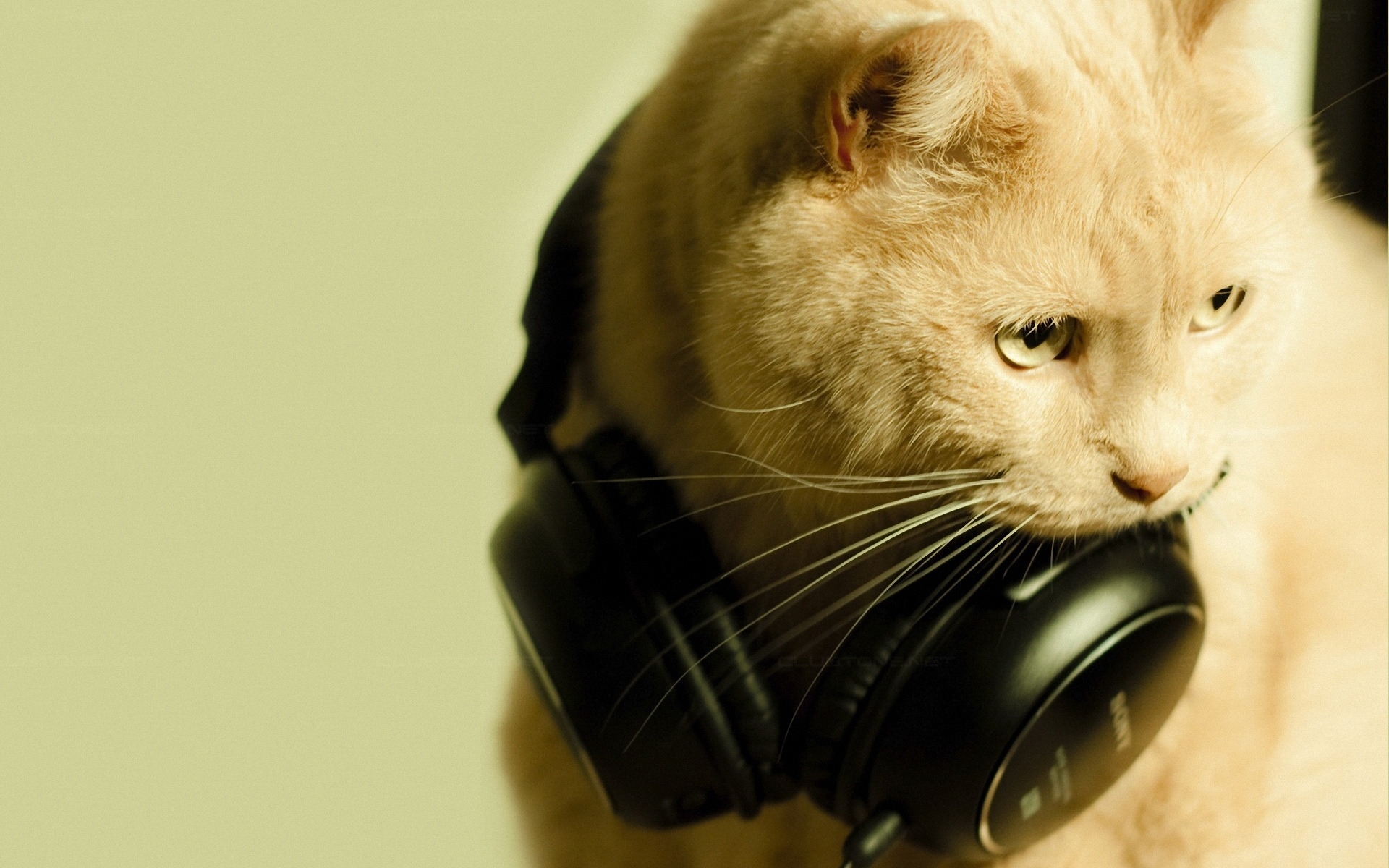 Laden Sie das Tiere, Katzen, Kopfhörer-Bild kostenlos auf Ihren PC-Desktop herunter
