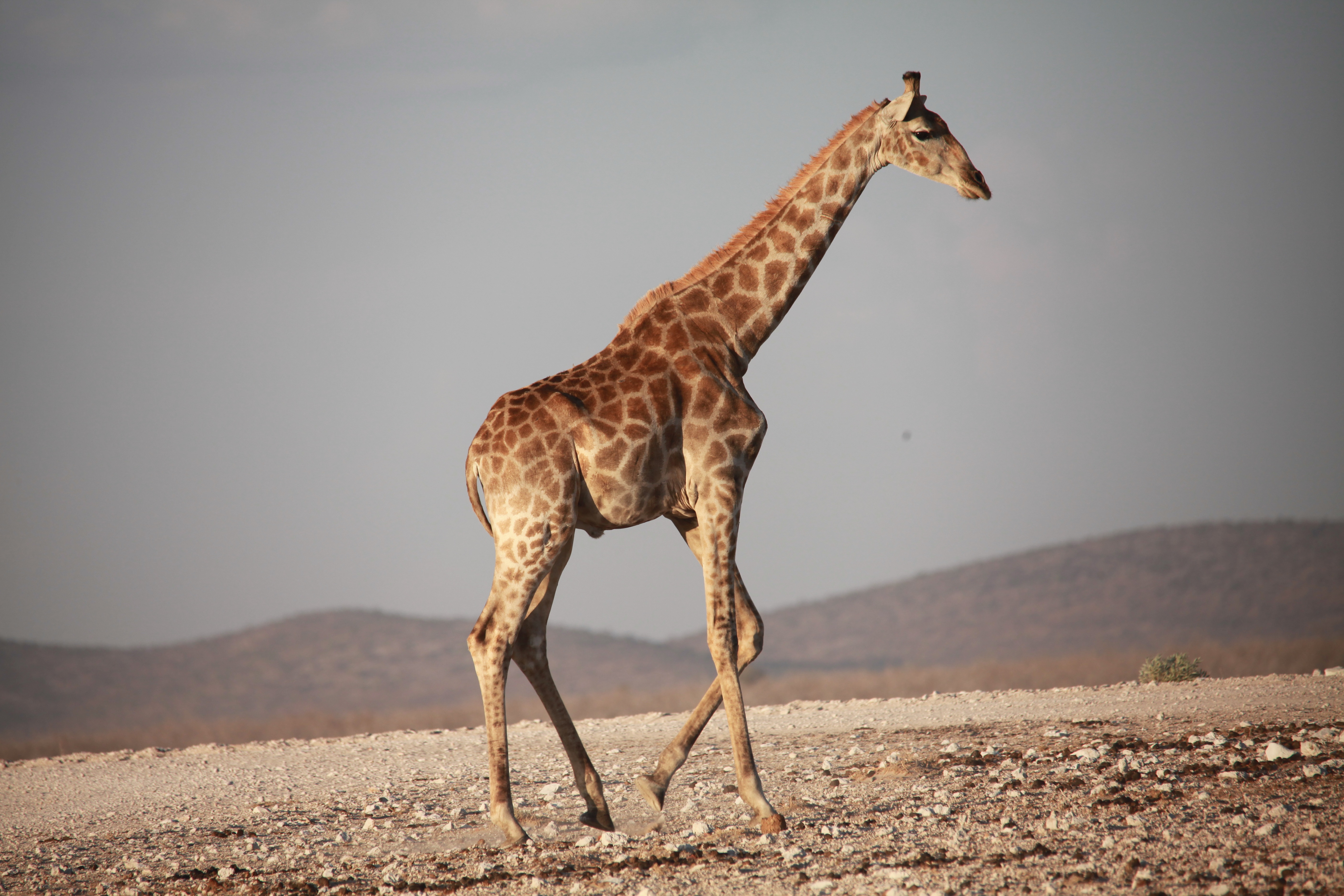 手機的148645屏保和壁紙长颈鹿。 免費下載 动物, 非洲, 步行, 漫步 圖片