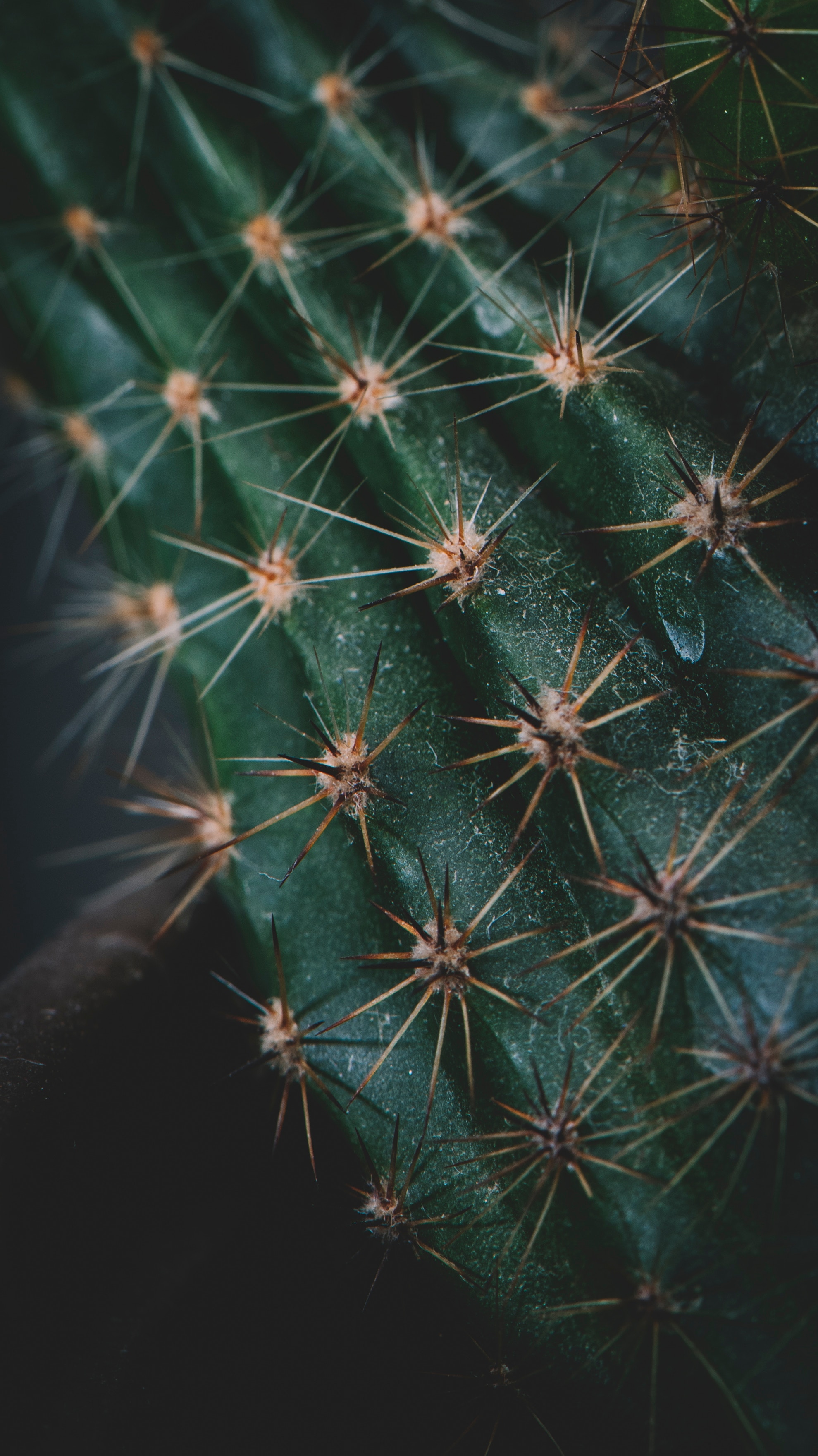thorns, prickles, cactus, macro Free HD pic