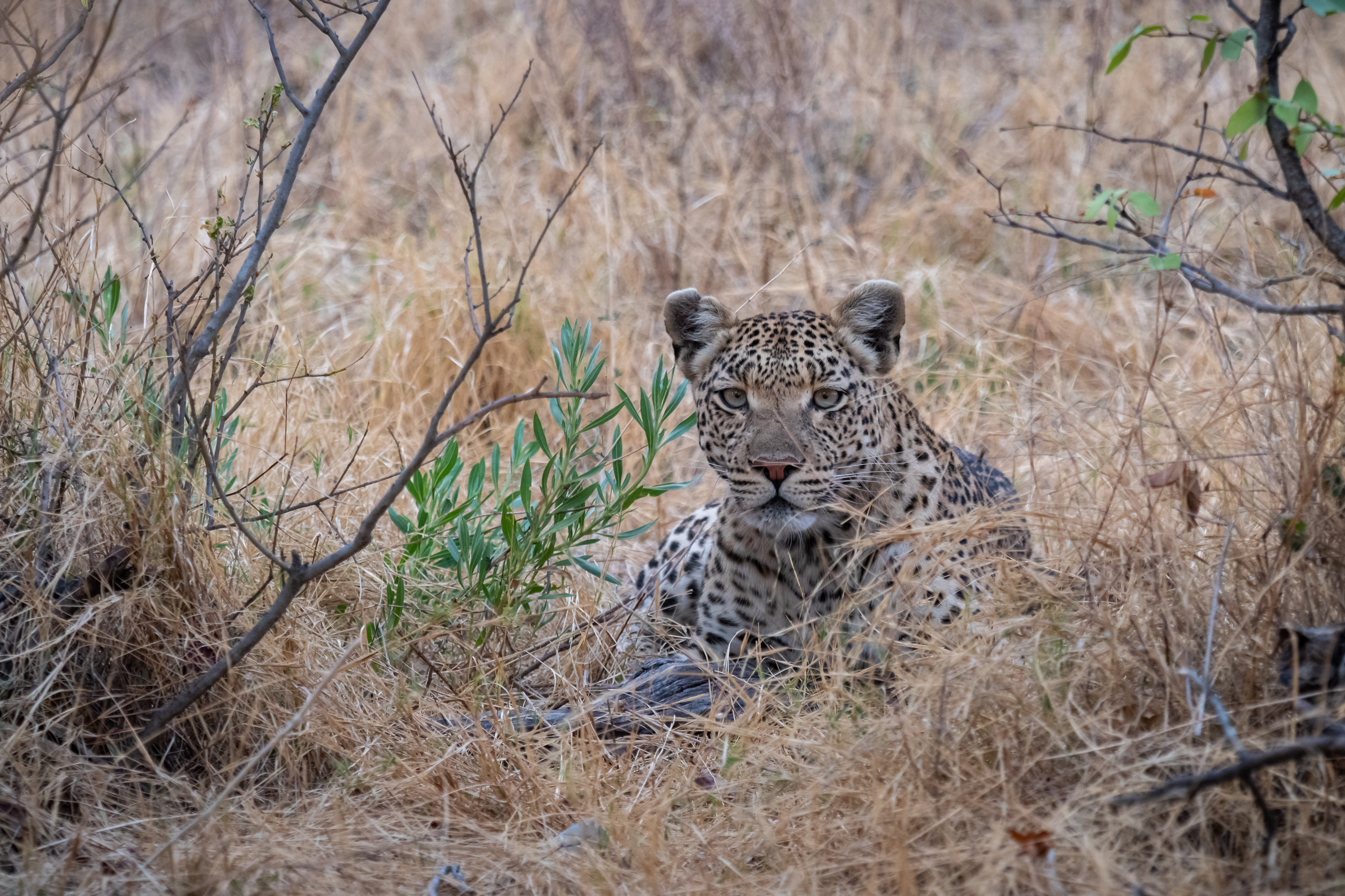 147786 Hintergrundbild herunterladen tiere, savanna, leopard, raubtier, predator, große katze, big cat - Bildschirmschoner und Bilder kostenlos