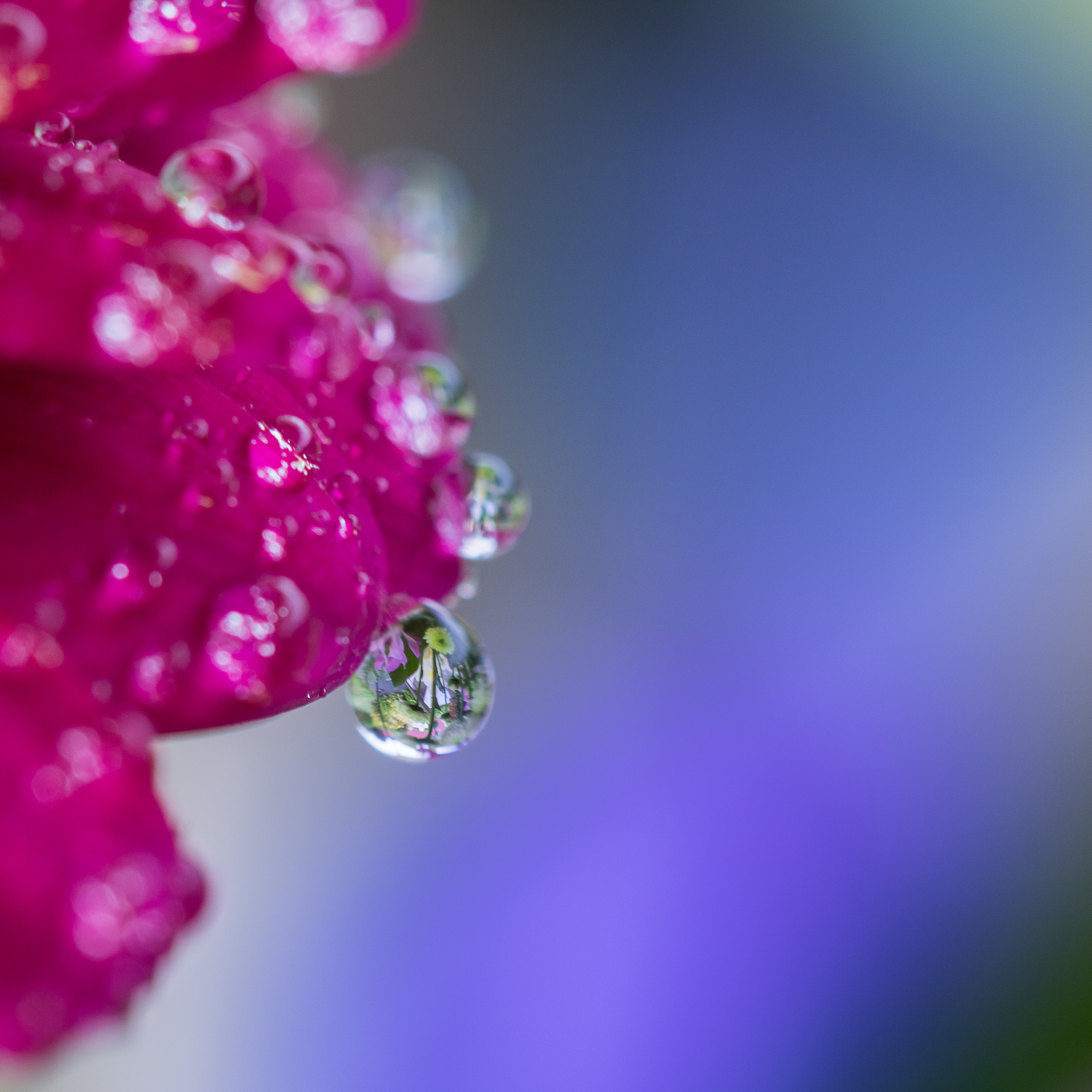 macro, reflection, drop, flower