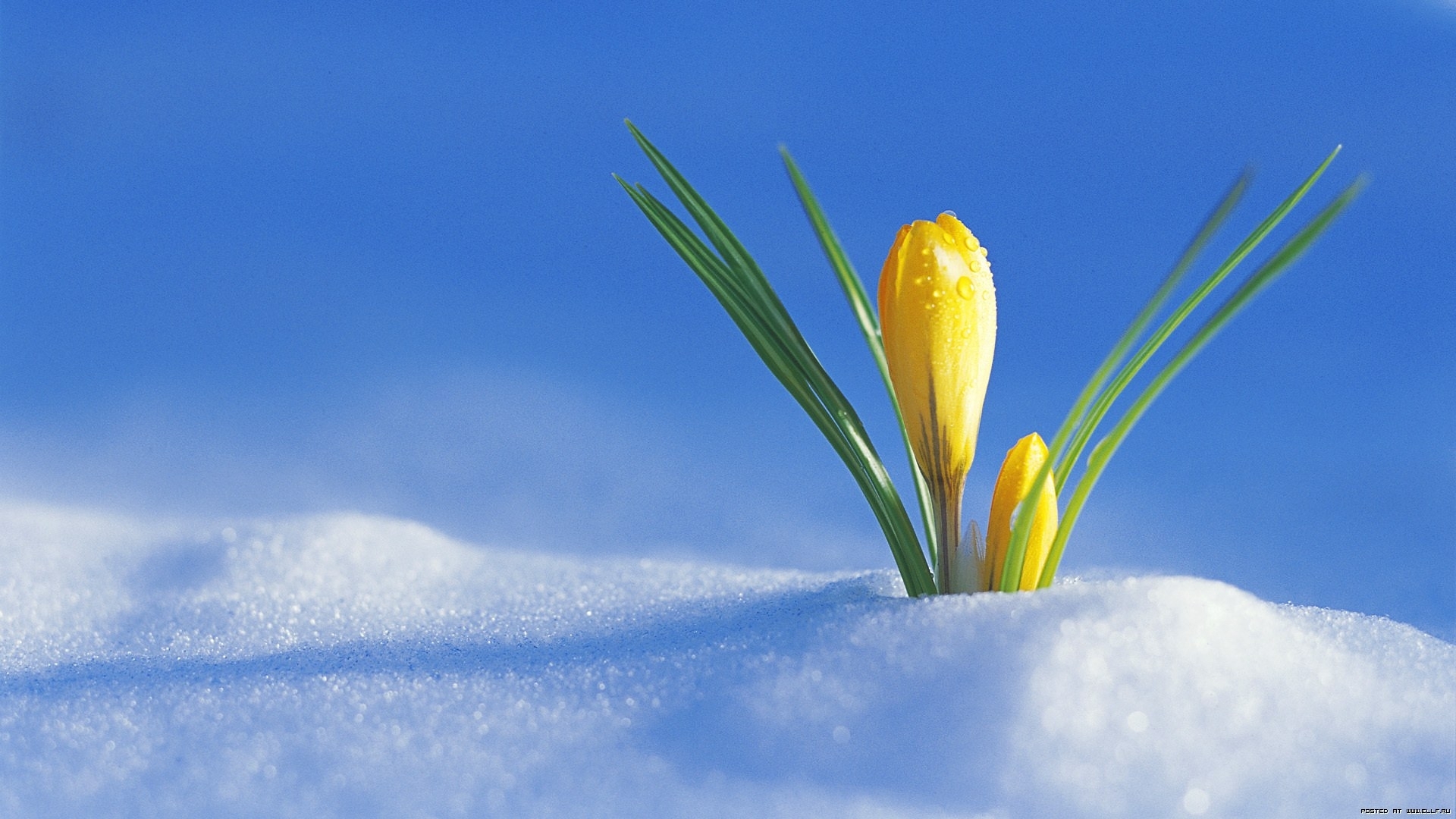 Laden Sie 27945: pflanzen, blumen, schnee, blau Desktop-Hintergrund kostenlos herunter