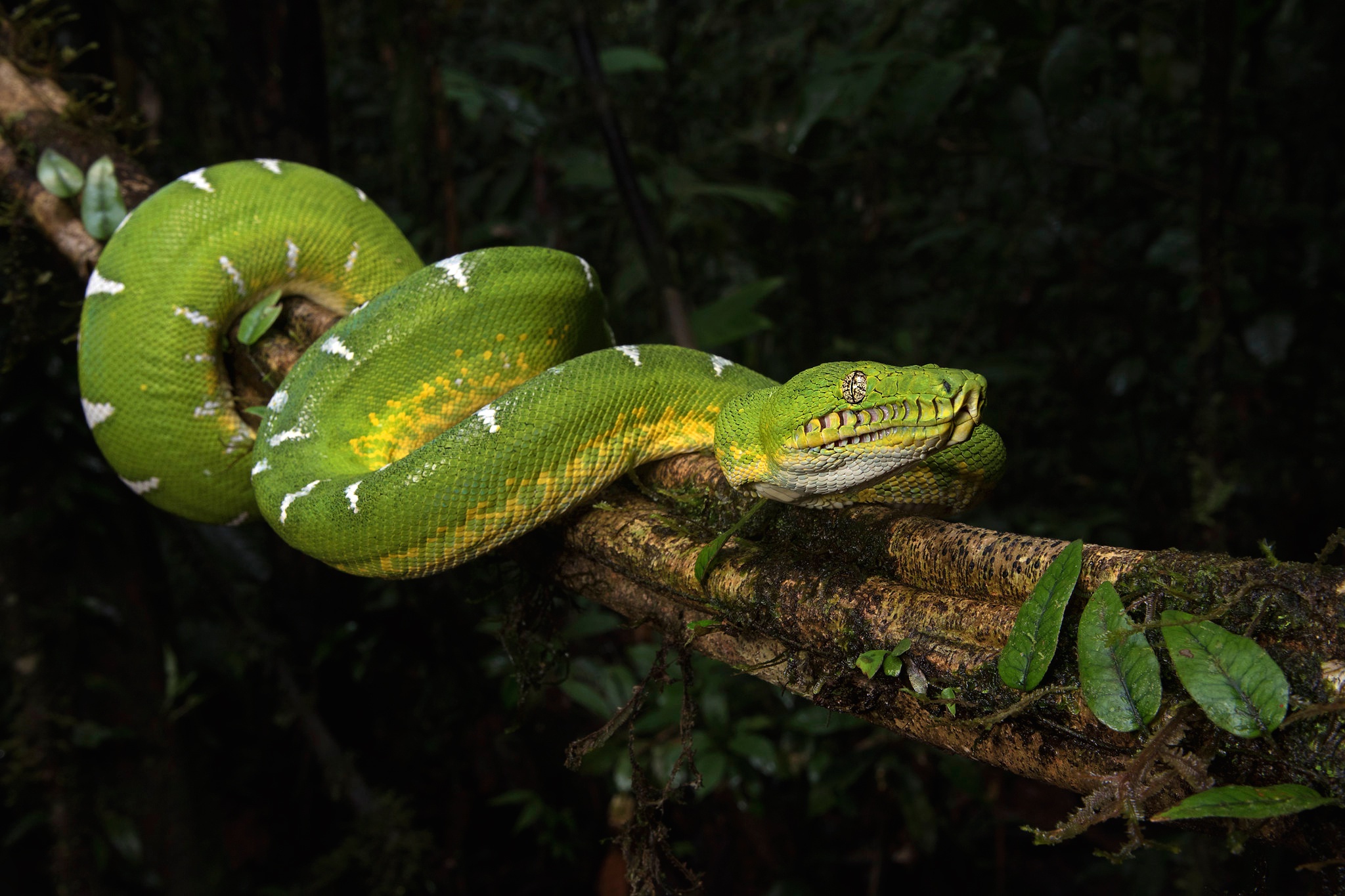 Emerald Tree boa