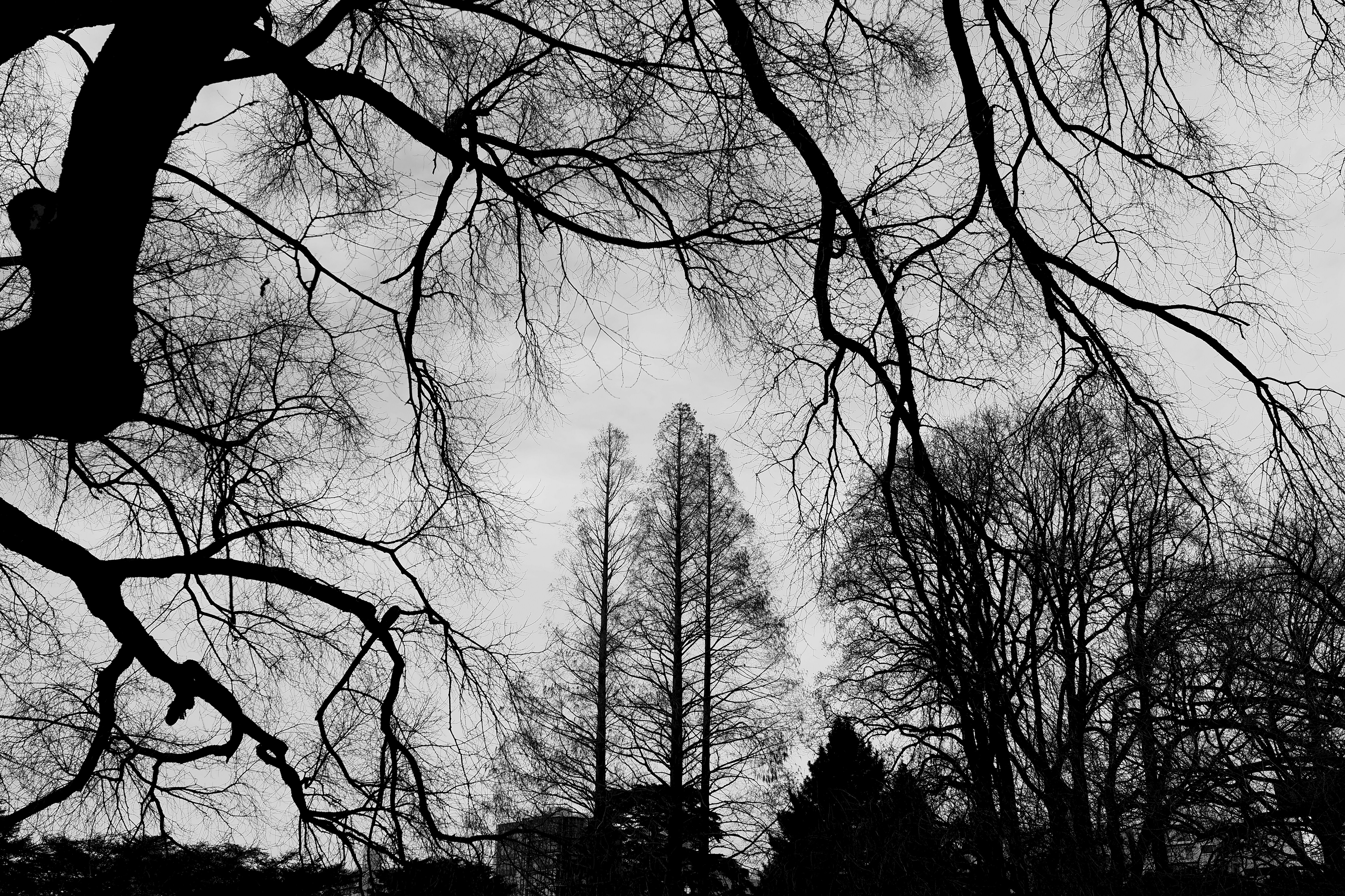 wallpapers trees, nature, sky, branches, bw, chb