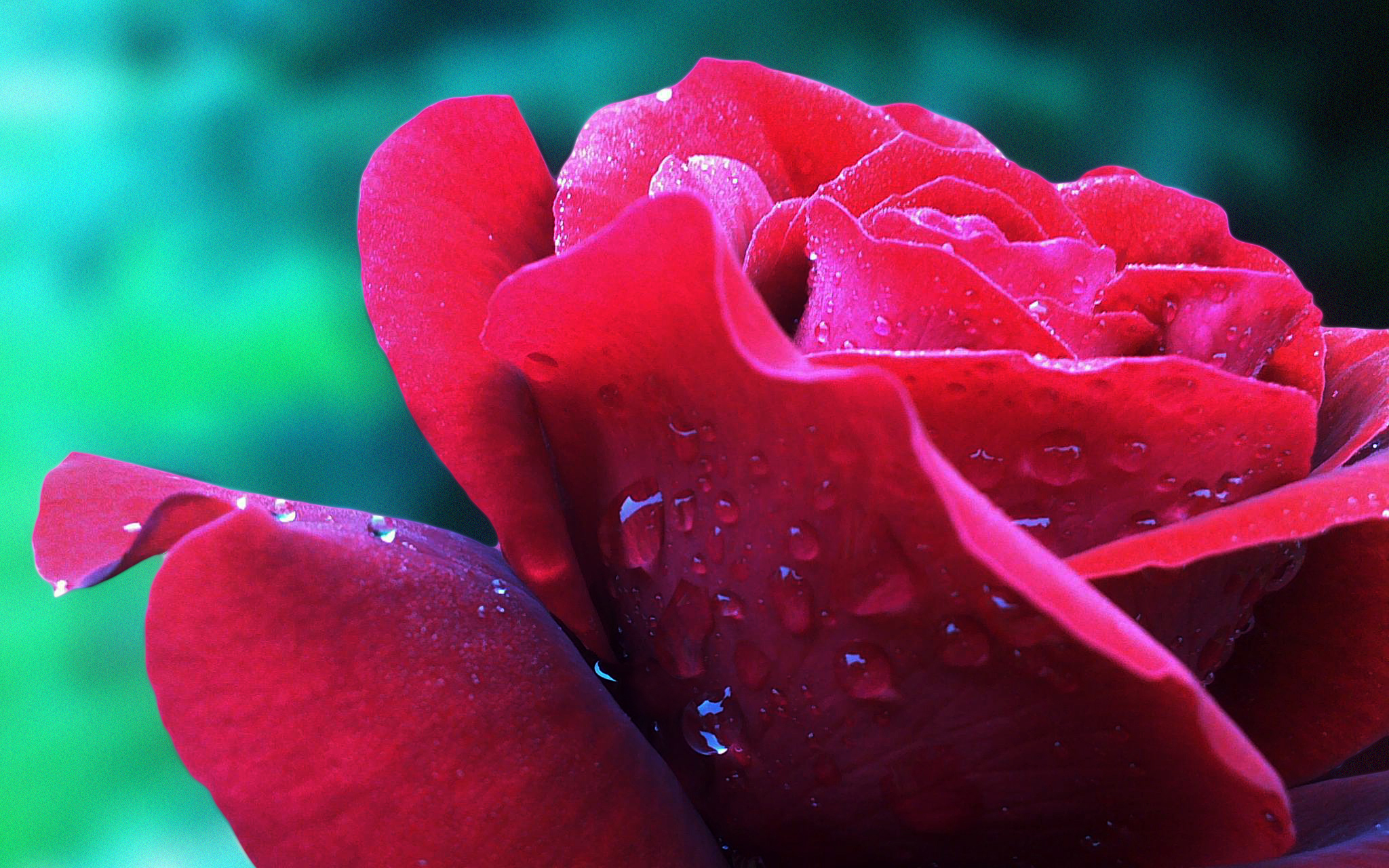Cool Backgrounds  Red Rose
